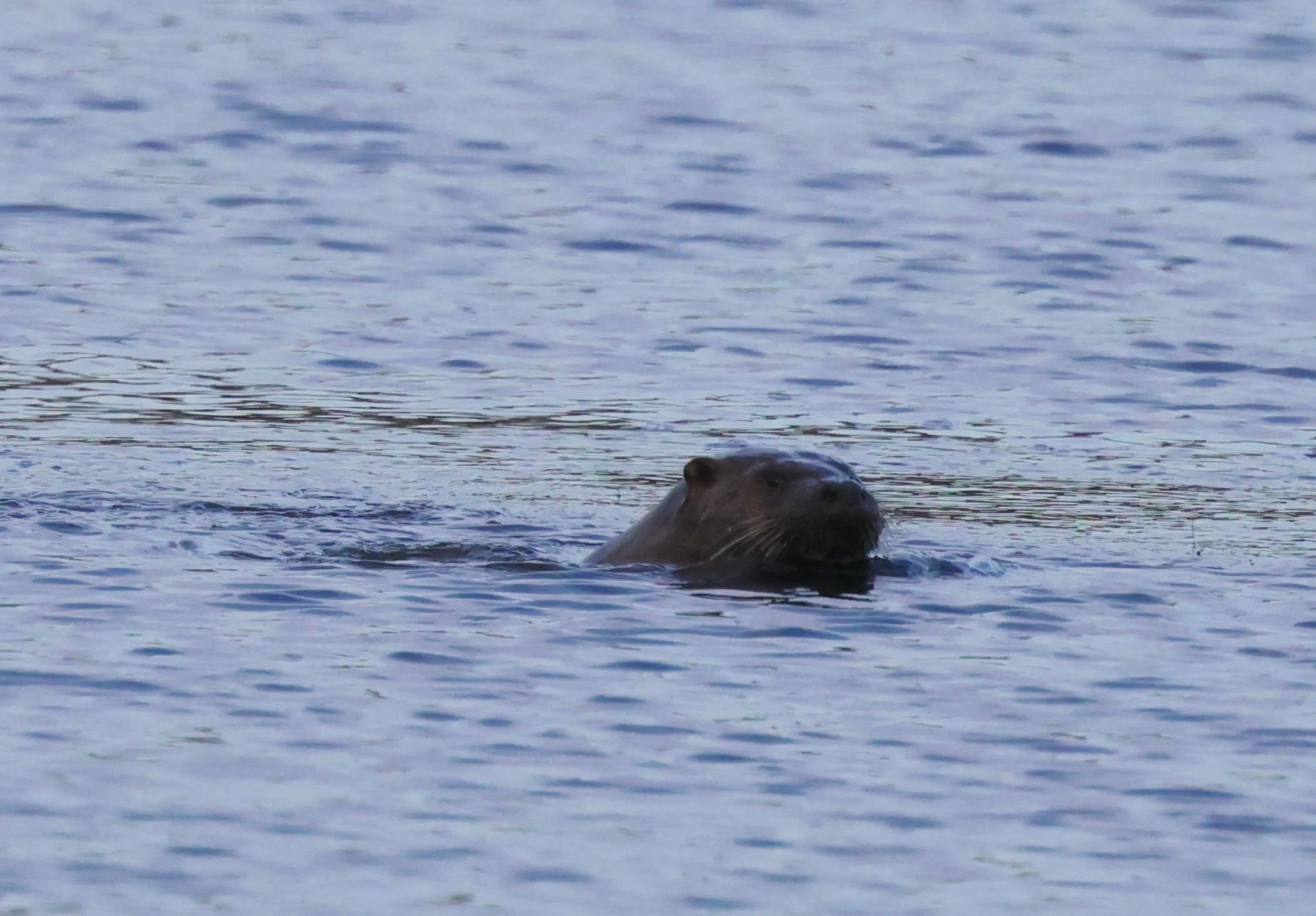 Otter, Leighton Moss, Lancashire, UK — photo by Adam Prugel-Bennett