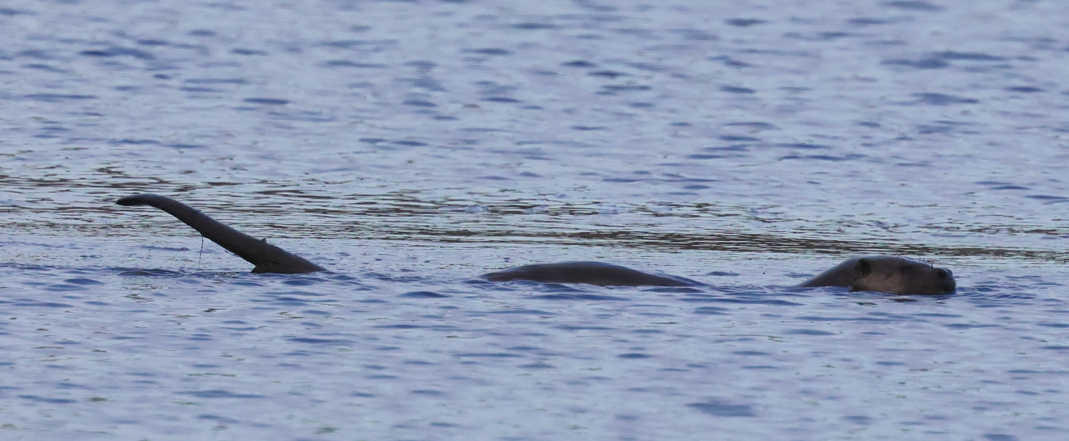 Otter, Leighton Moss, Lancashire, UK — photo by Adam Prugel-Bennett