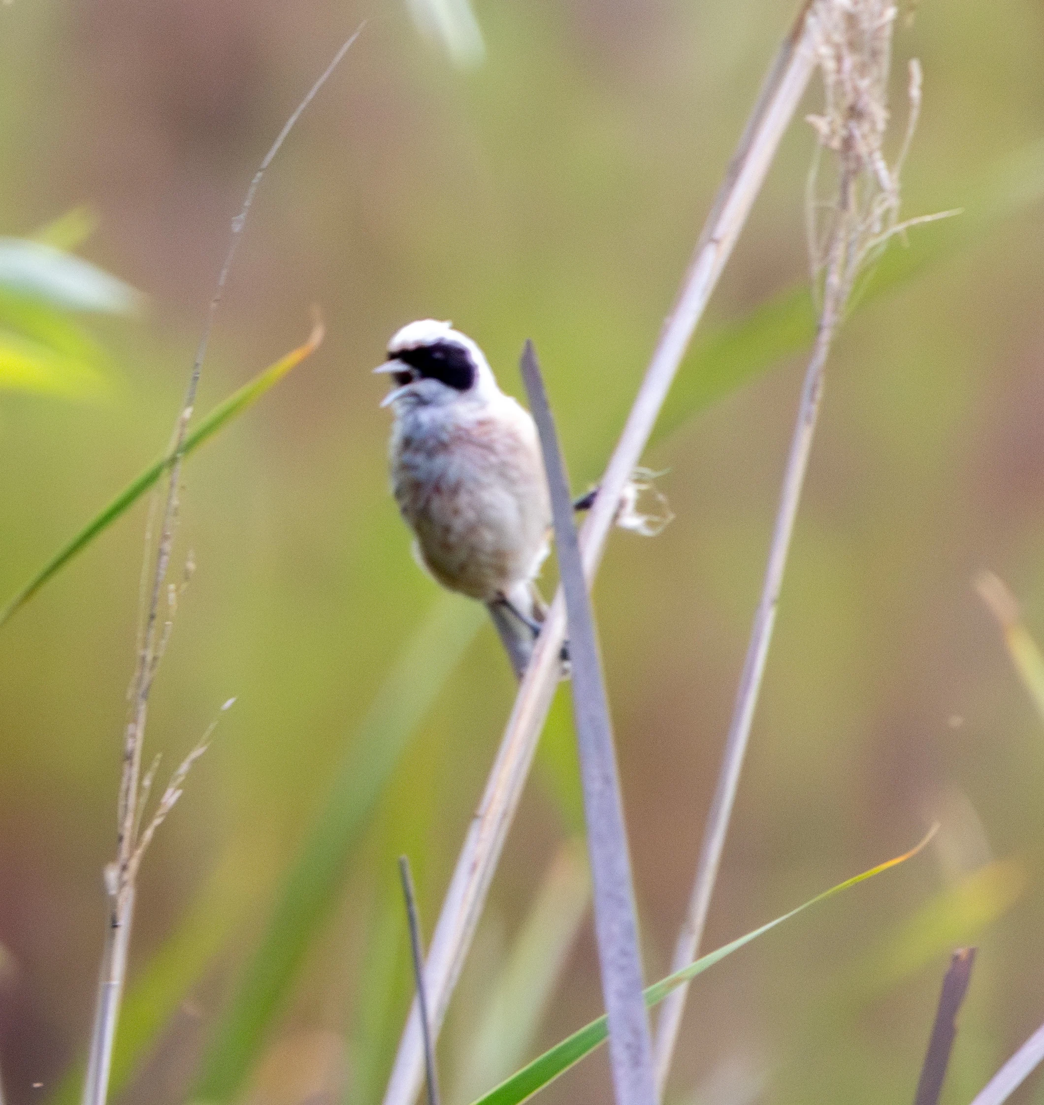 Eurasian Penduline Tit, Danube Delta, Romania — photo by Adam Prugel-Bennett