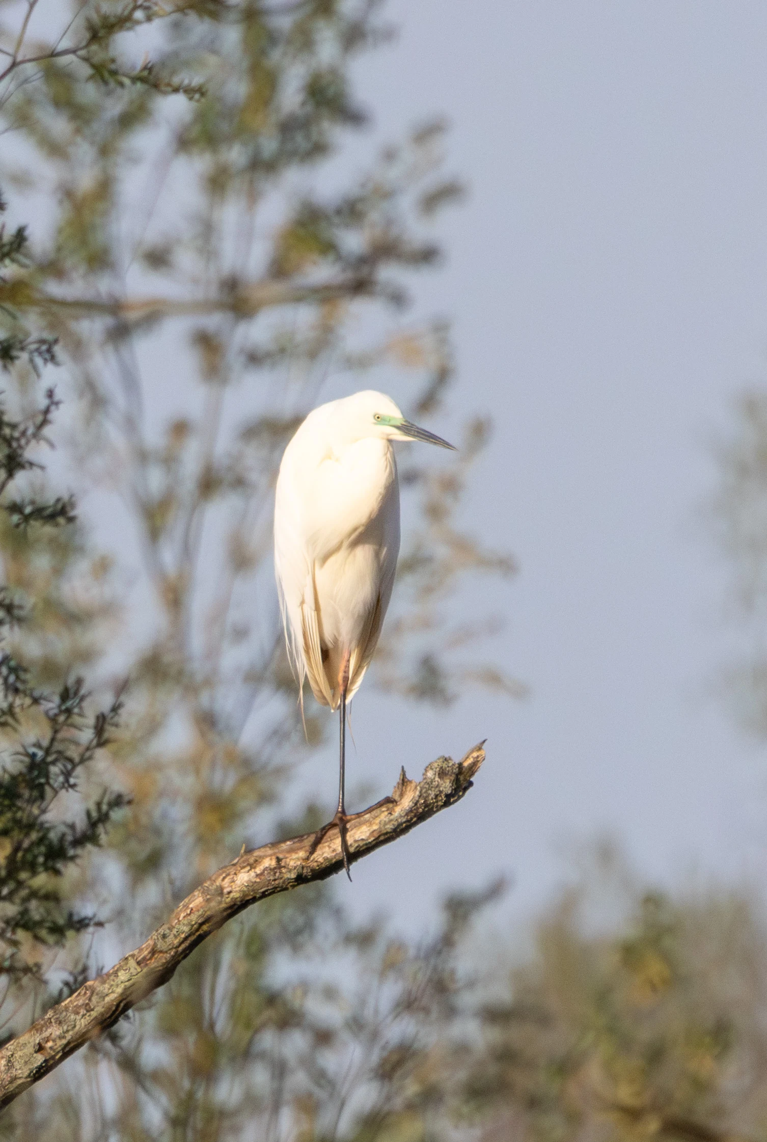 Little Egret, Fishlake Meadows, Hampshire, UK — photo by Adam Prugel-Bennett
