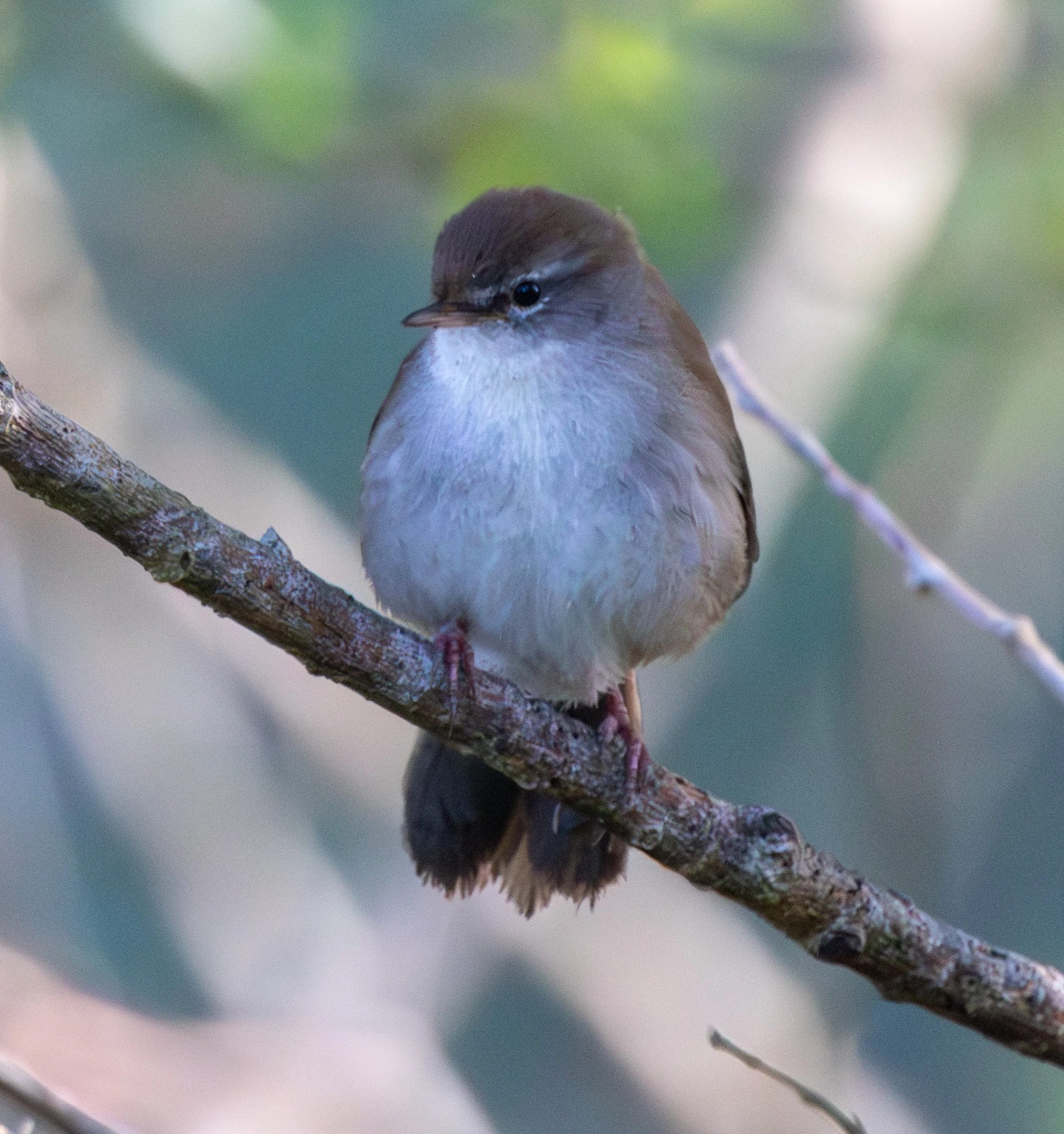 Cetti's Warbler, Fishlake Meadows, Hampshire, UK — photo by Adam Prugel-Bennett