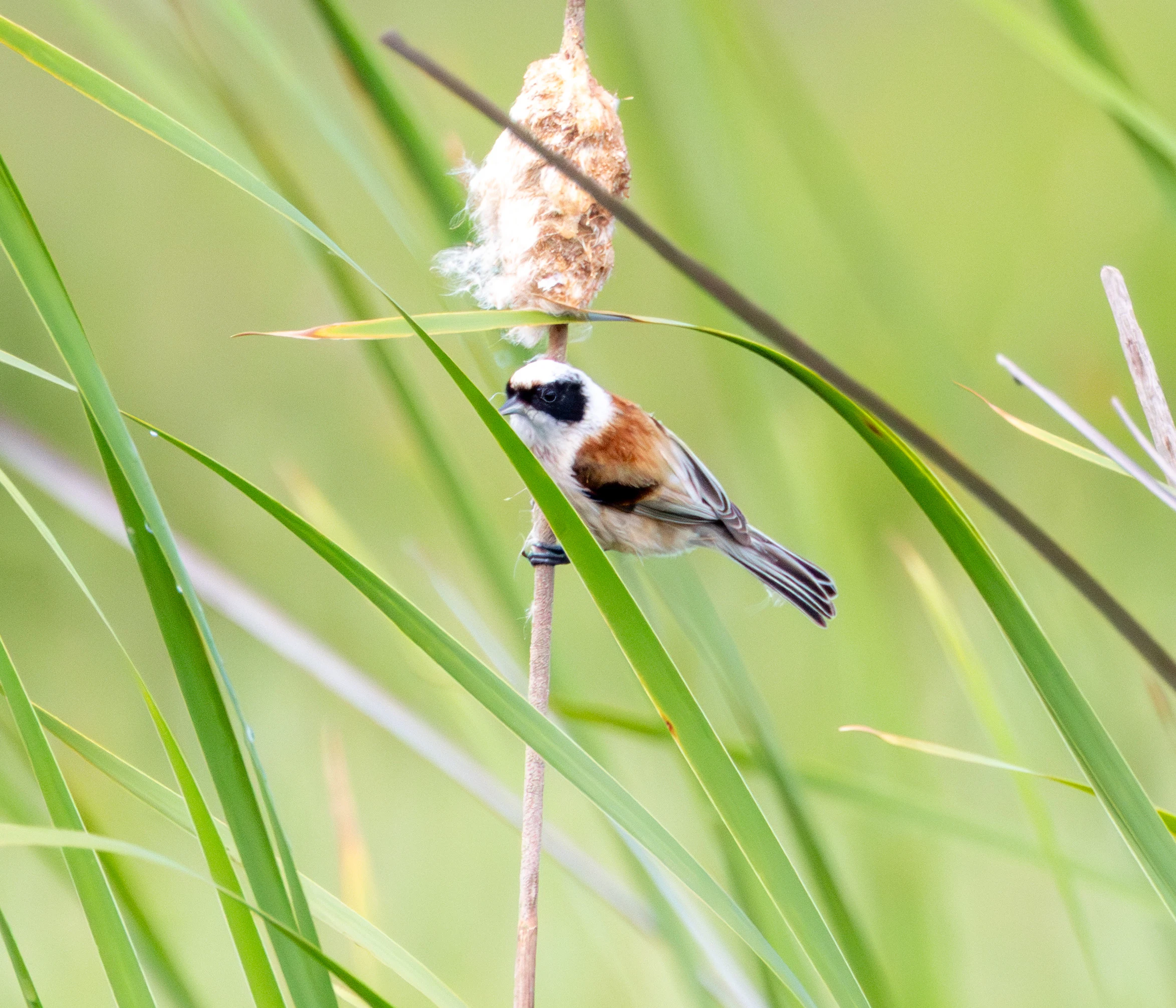 Eurasian Penduline Tit, Danube Delta, Romania — photo by Adam Prugel-Bennett
