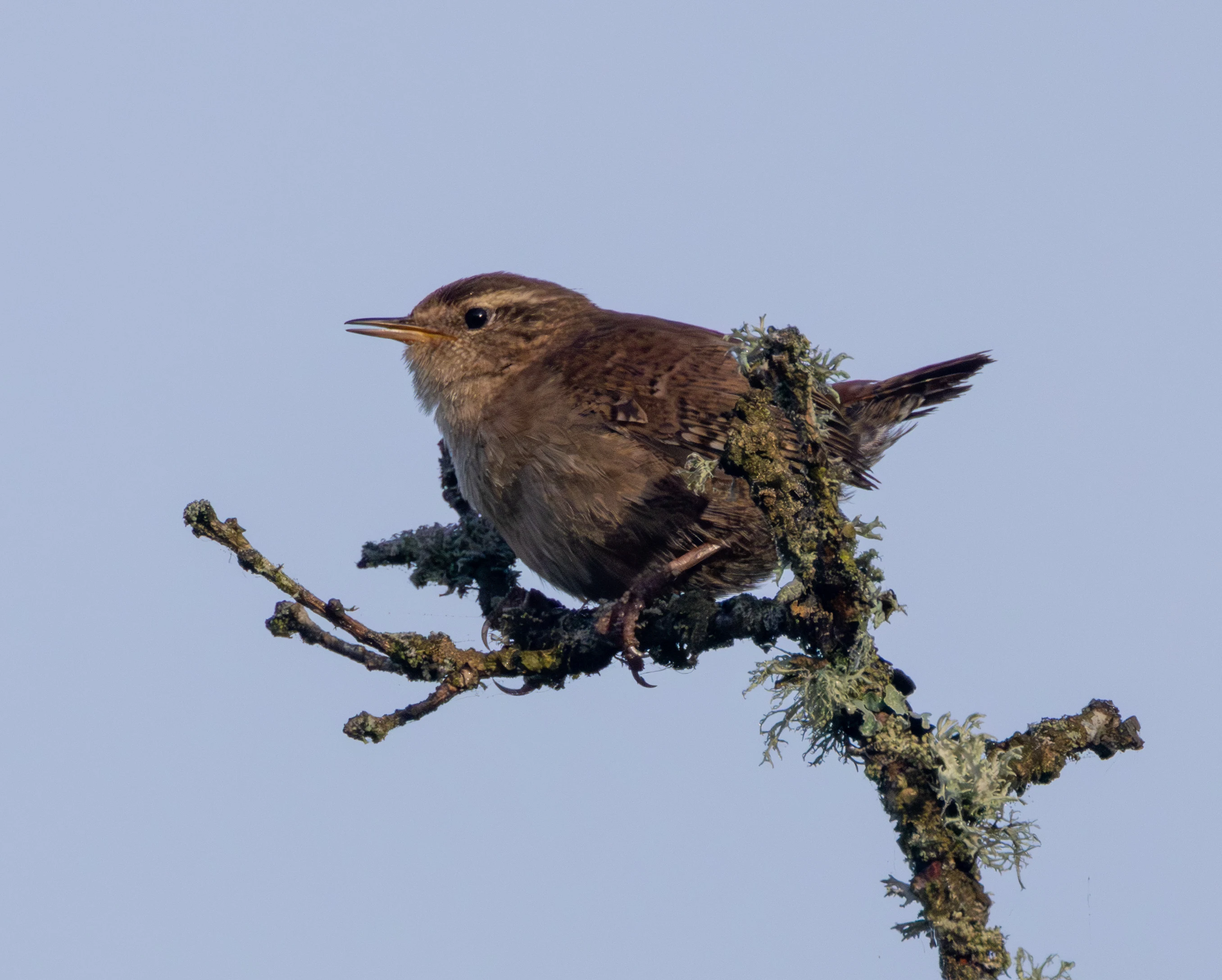 Eurasian Wren, Fishlake Meadows, Hampshire, UK — photo by Adam Prugel-Bennett