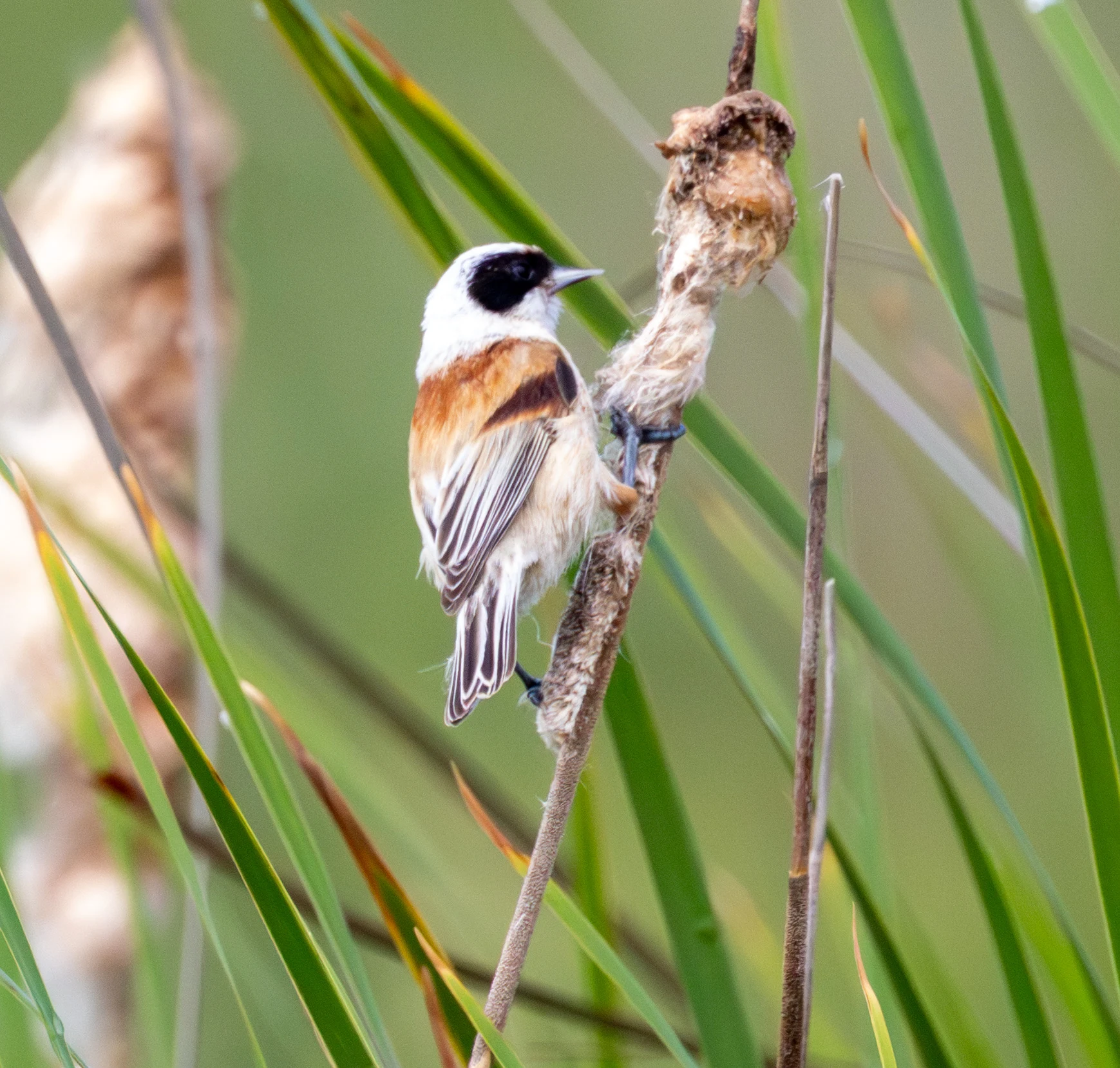 Eurasian Penduline Tit, Danube Delta, Romania — photo by Adam Prugel-Bennett
