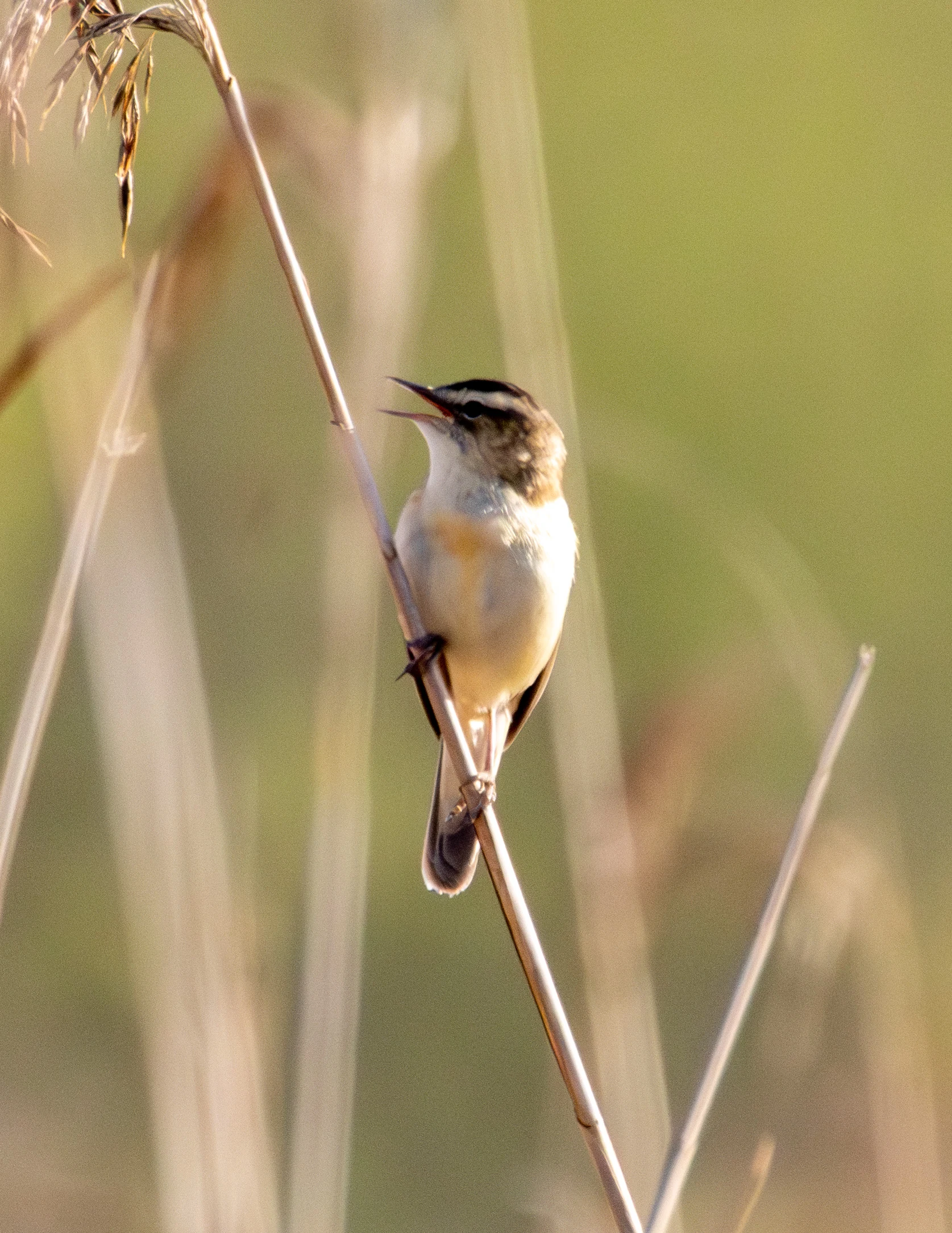 Sedge Warbler, Fishlake Meadows, Hampshire, UK — photo by Adam Prugel-Bennett