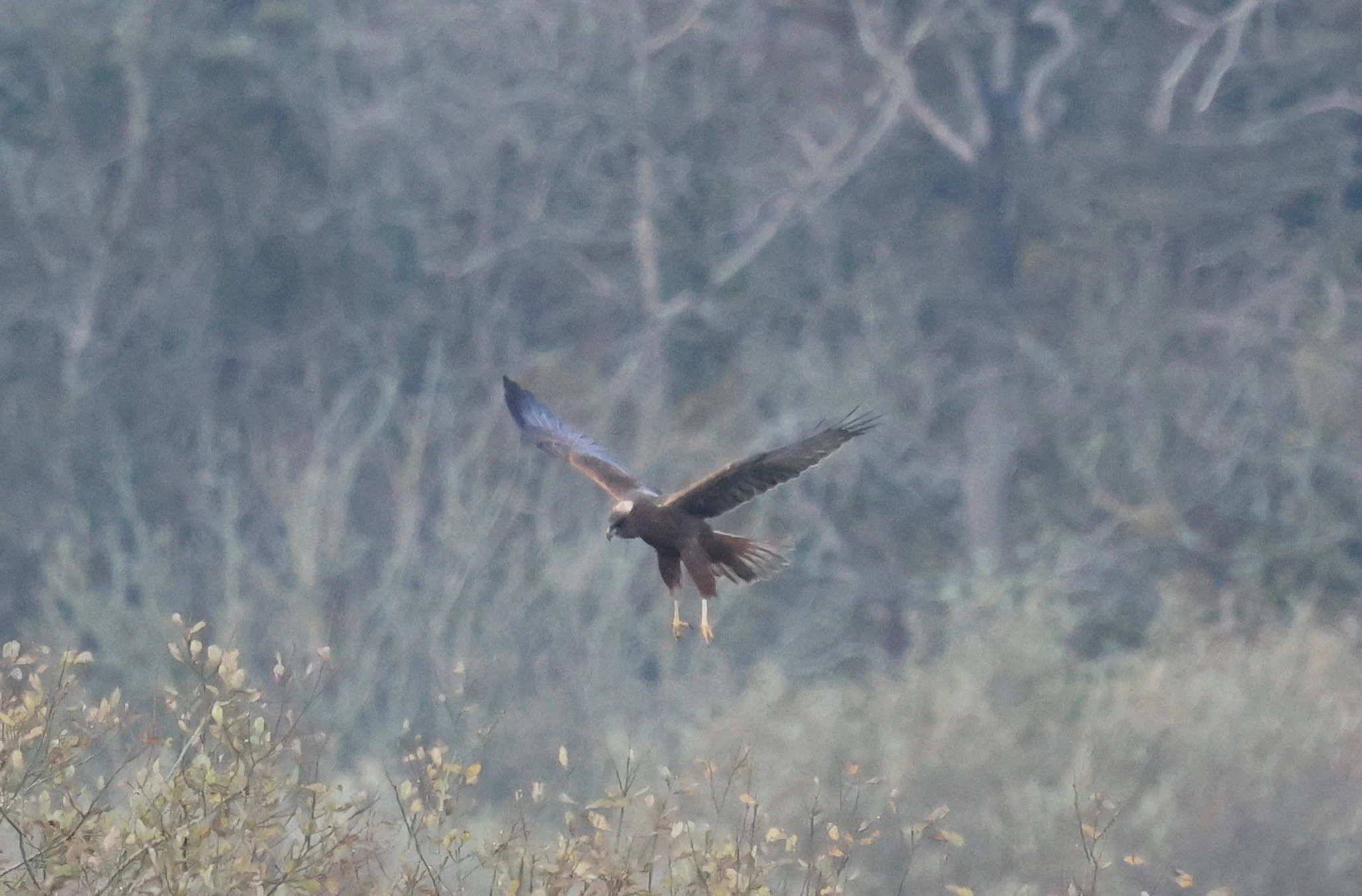 Marsh Harrier, Leighton Moss, Lancashire, UK — photo by Adam Prugel-Bennett
