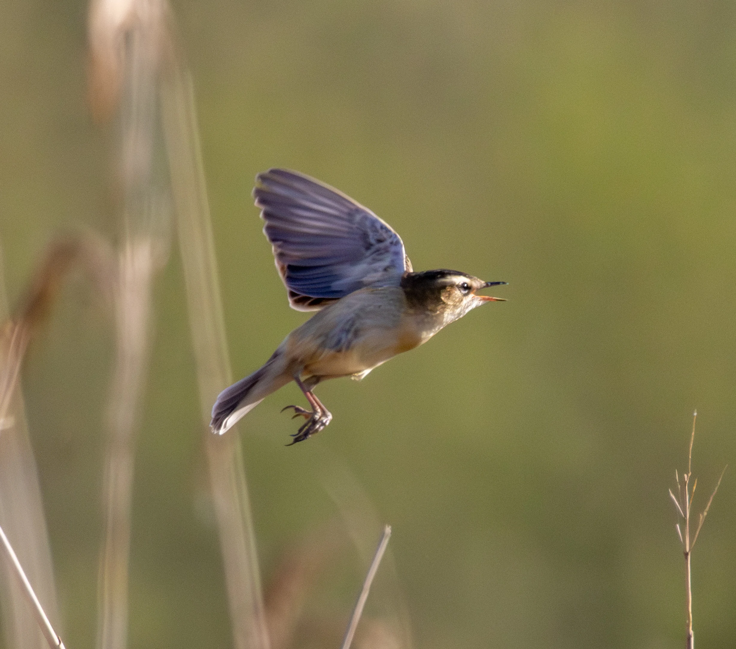 Sedge Warbler, Fishlake Meadows, Hampshire, UK — photo by Adam Prugel-Bennett