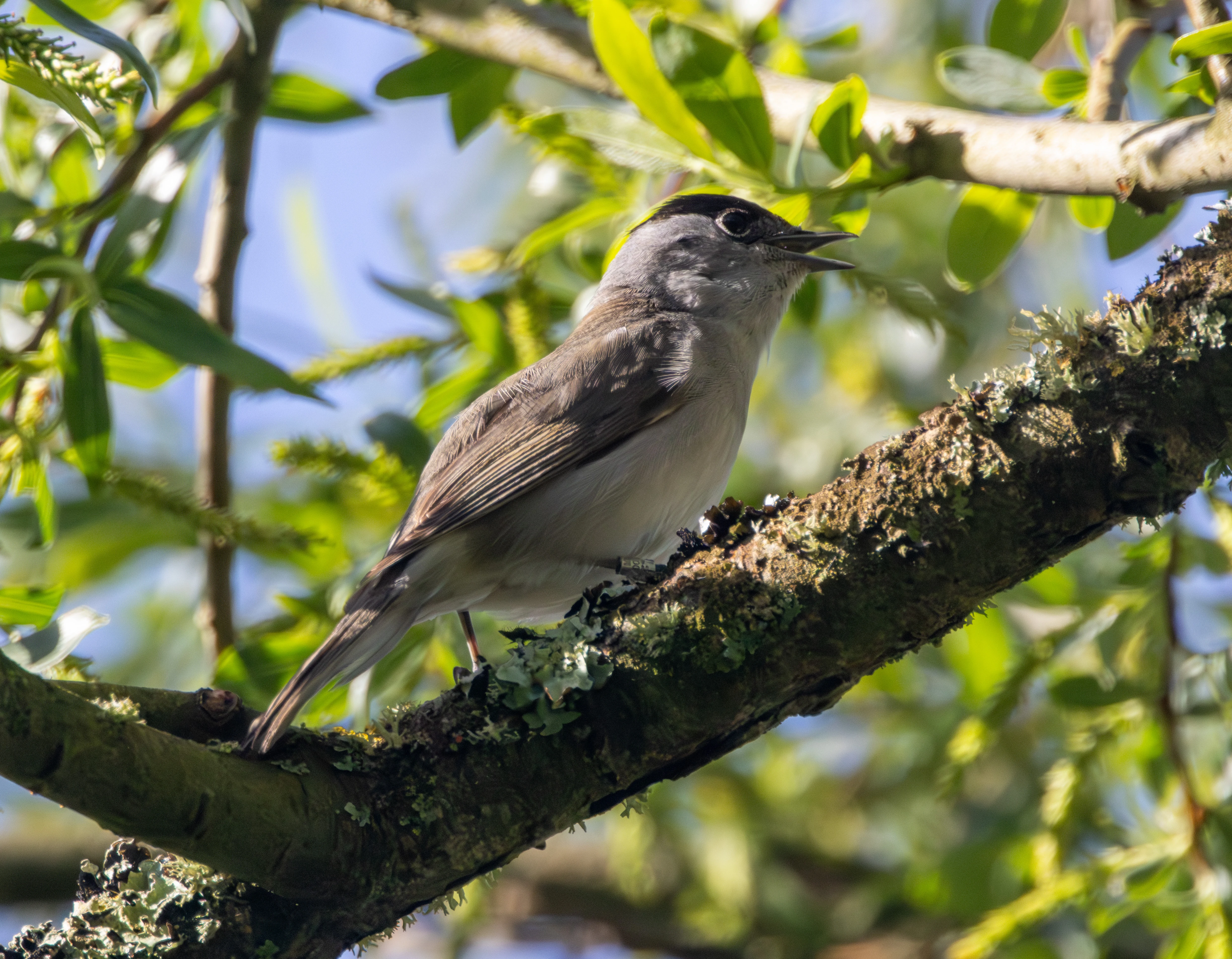 Eurasian Blackcap, Fishlake Meadows, Hampshire, UK — photo by Adam Prugel-Bennett