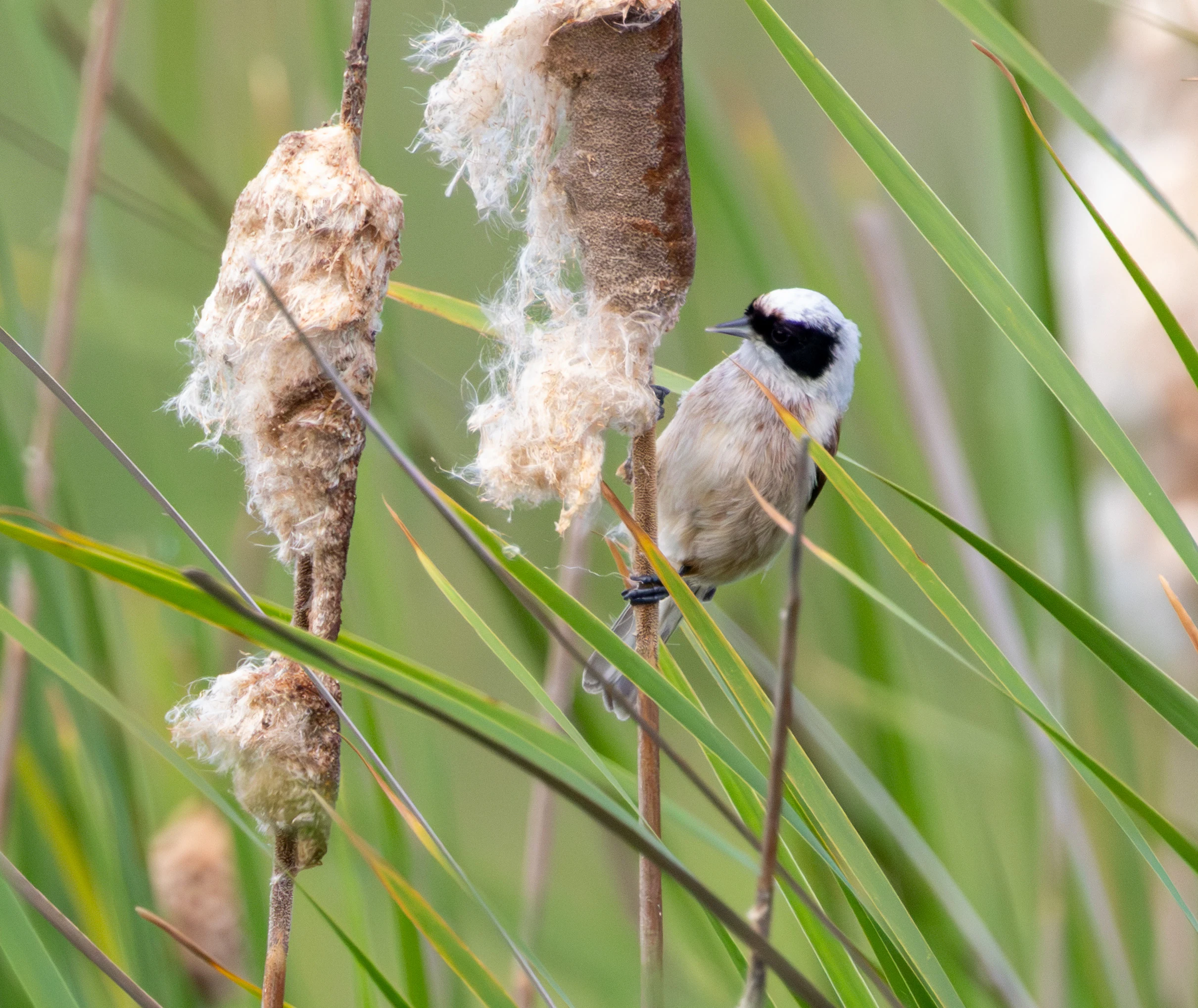 Eurasian Penduline Tit, Danube Delta, Romania — photo by Adam Prugel-Bennett