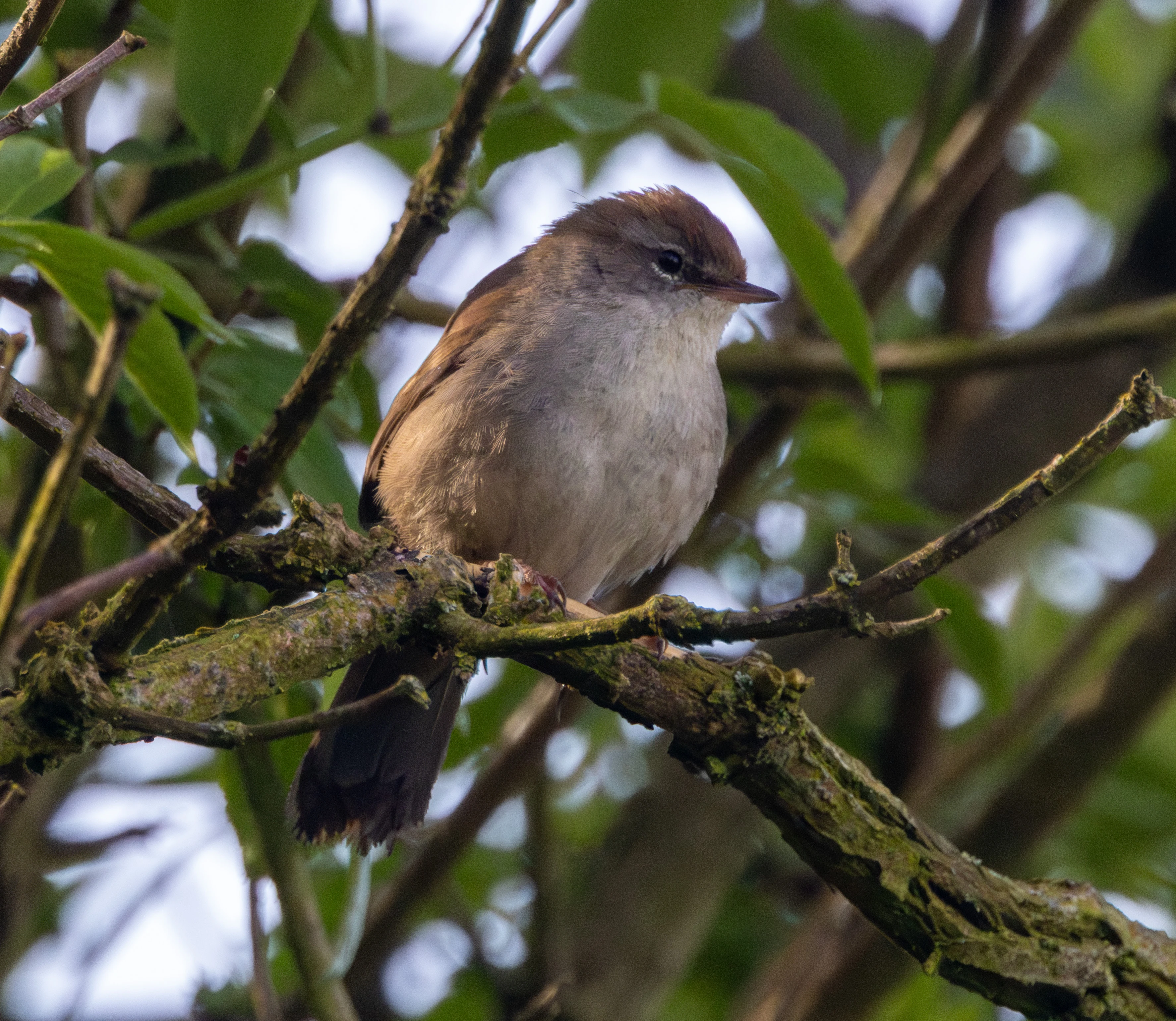 Cetti's warbler, Fishlake Meadows, Hampshire, UK — photo by Adam Prugel-Bennett