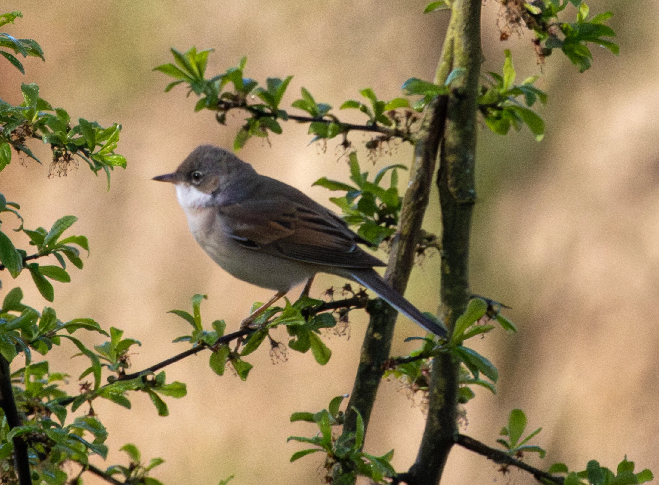 Common Whitethroat, Fishlake Meadows, Hampshire, UK — photo by Adam Prugel-Bennett