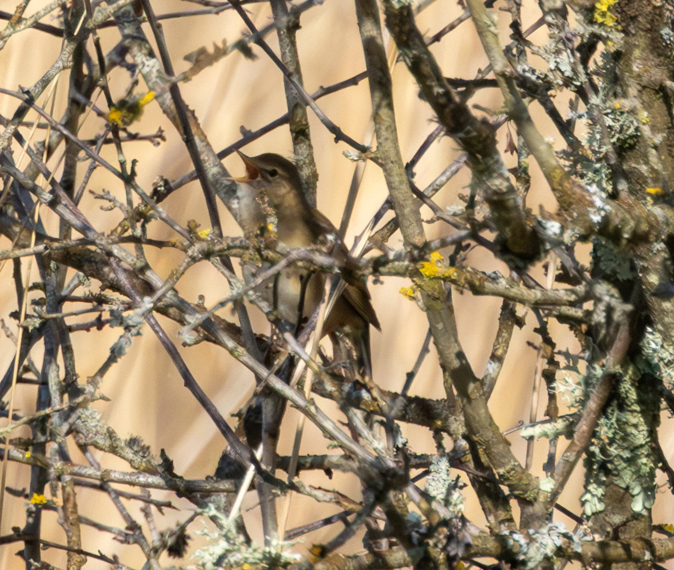 Grasshopper Warbler, Fishlake Meadows, Hampshire, UK — photo by Adam Prugel-Bennett