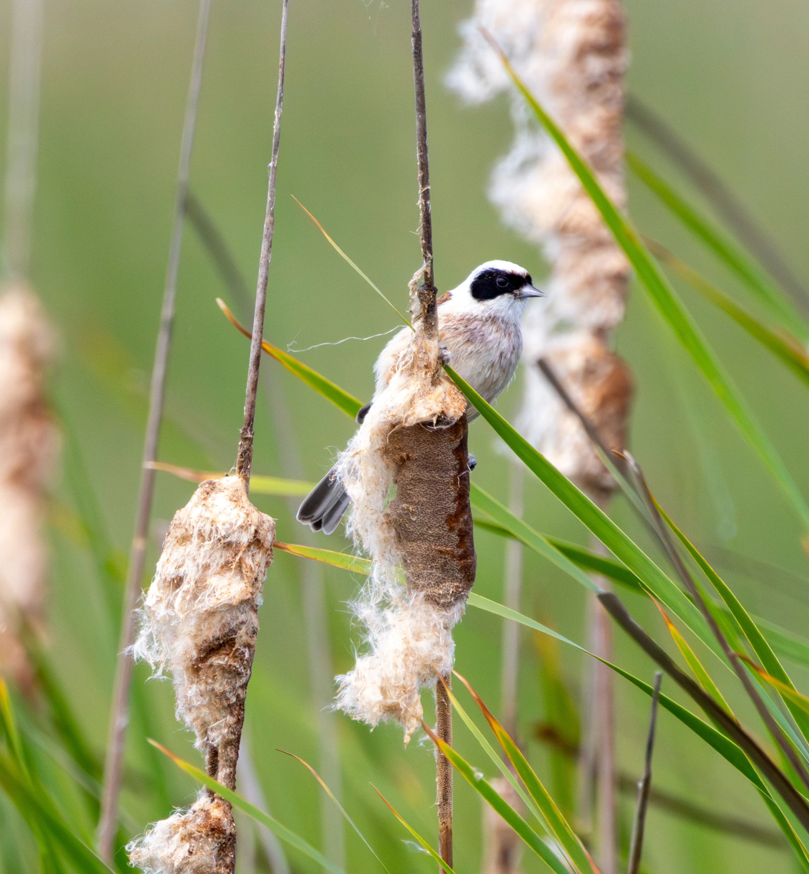 Eurasian Penduline Tit on bulrush, Danube Delta, Romania — photo by Adam Prugel-Bennett