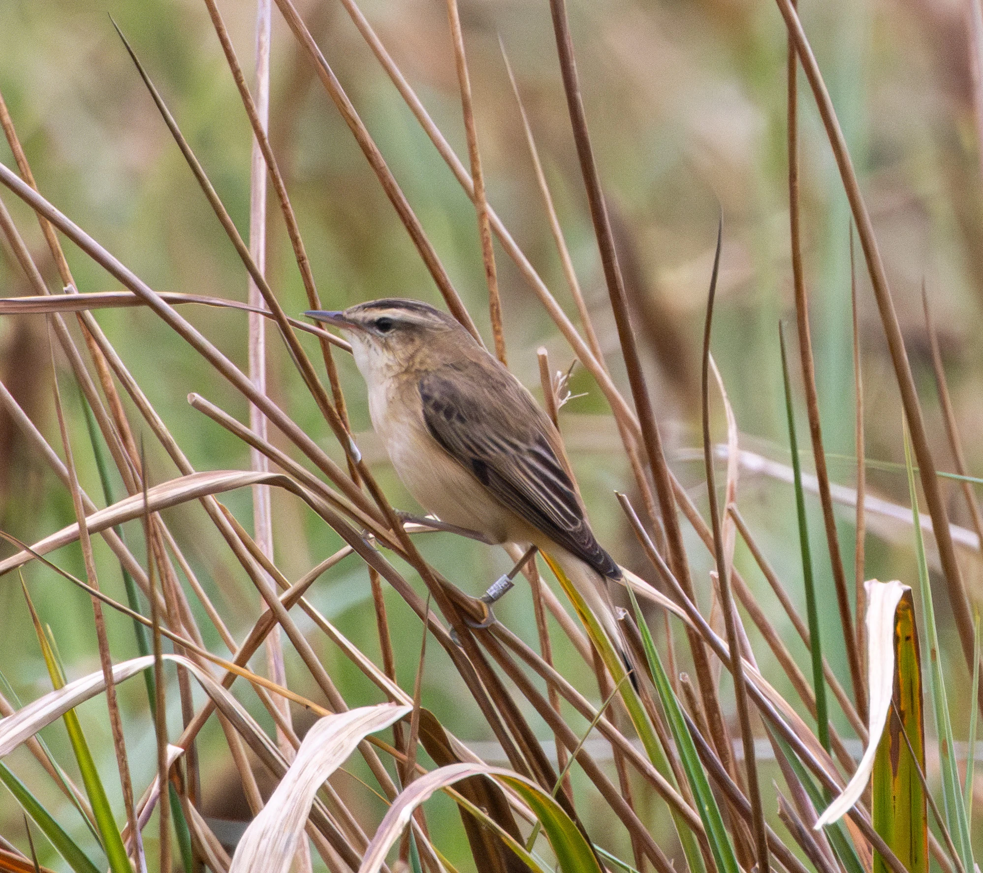 Sedge Warbler, Fishlake Meadows, Hampshire, UK — photo by Adam Prugel-Bennett