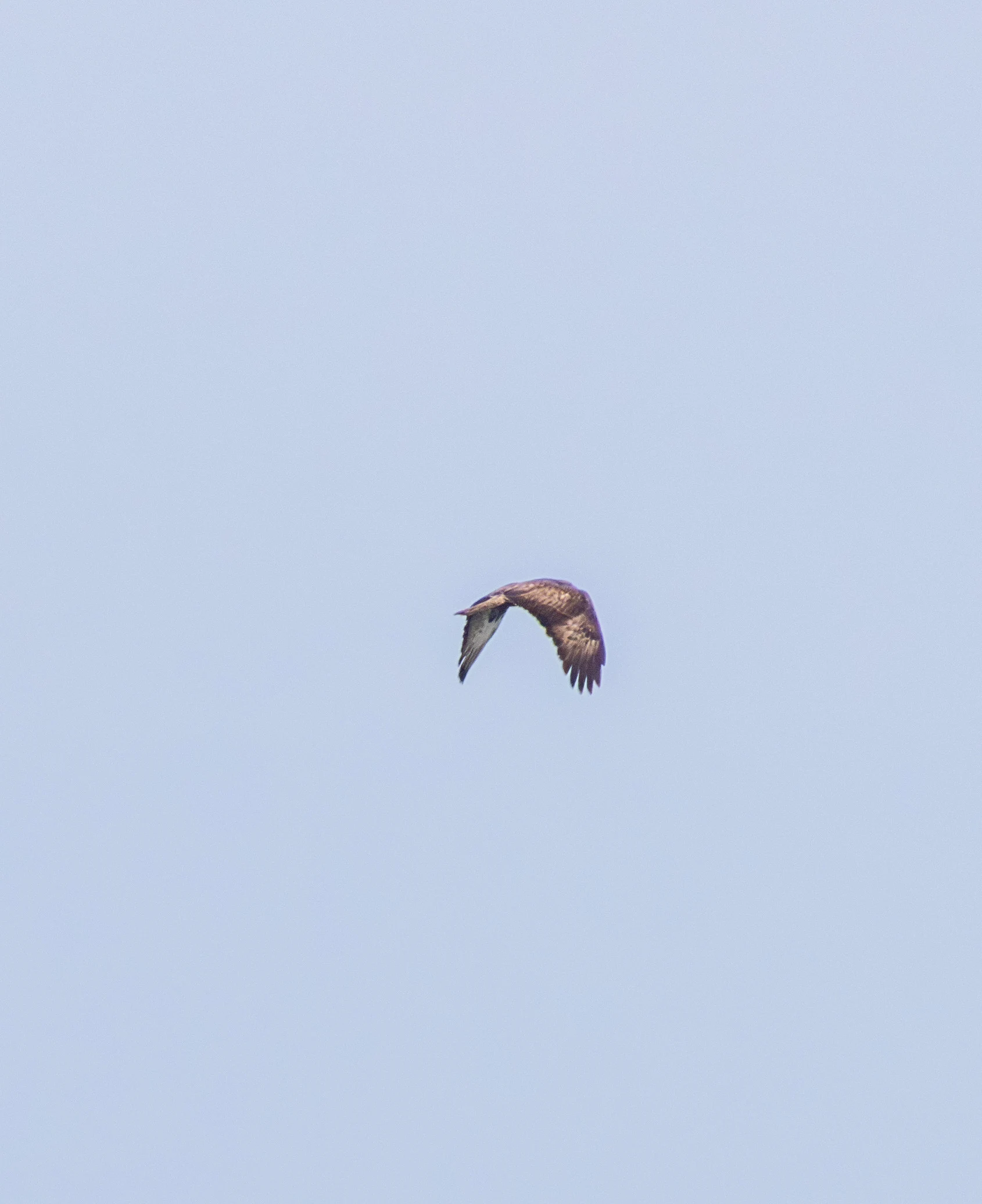 Osprey in flight, Danube Delta, Romania — photo by Adam Prugel-Bennett