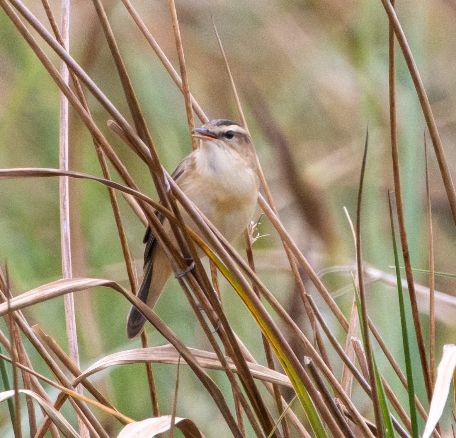 Sedge Warbler, Fishlake Meadows, Hampshire, UK — photo by Adam Prugel-Bennett