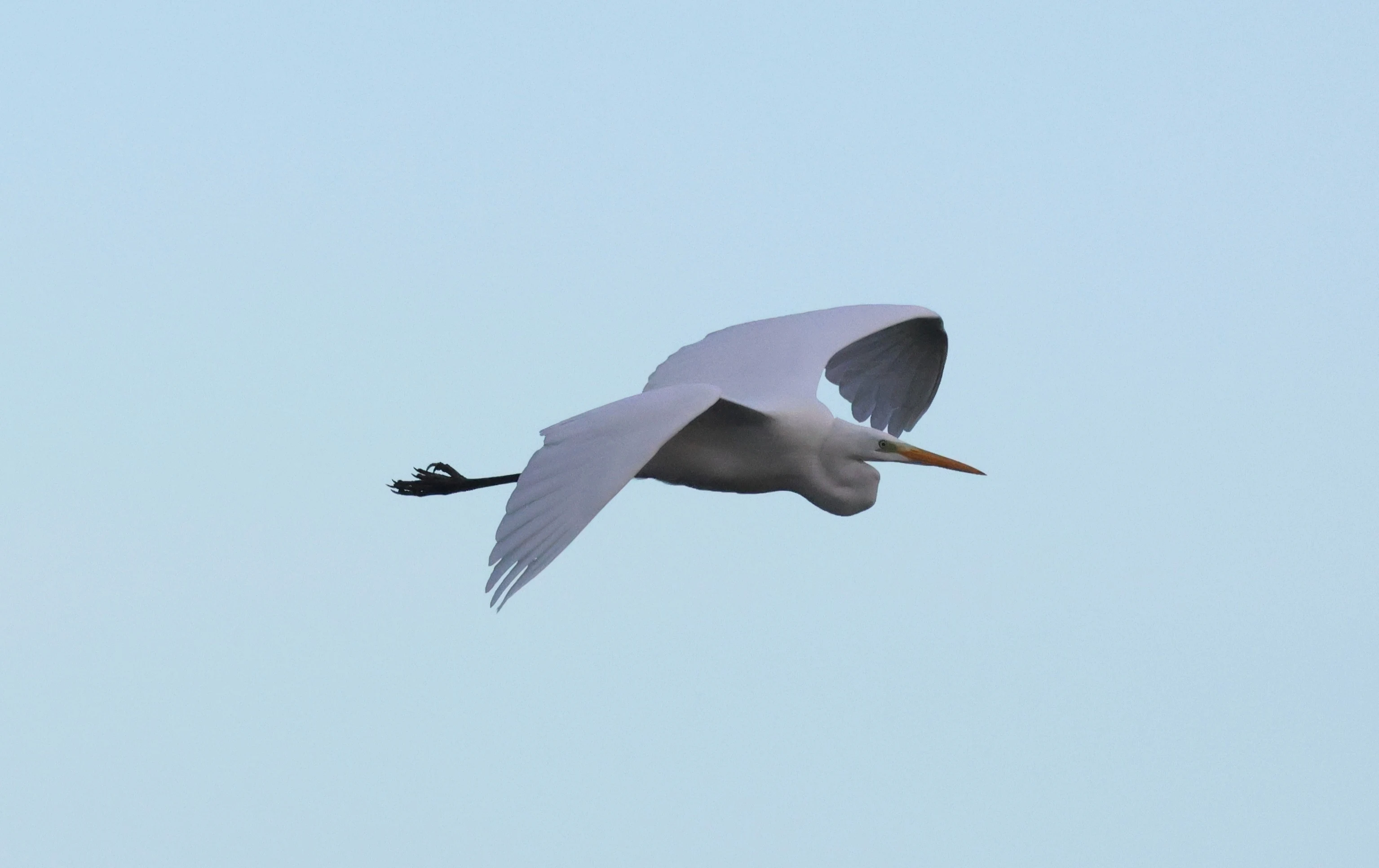 Great White Egret, Leighton Moss, Lancashire, UK — photo by Adam Prugel-Bennett