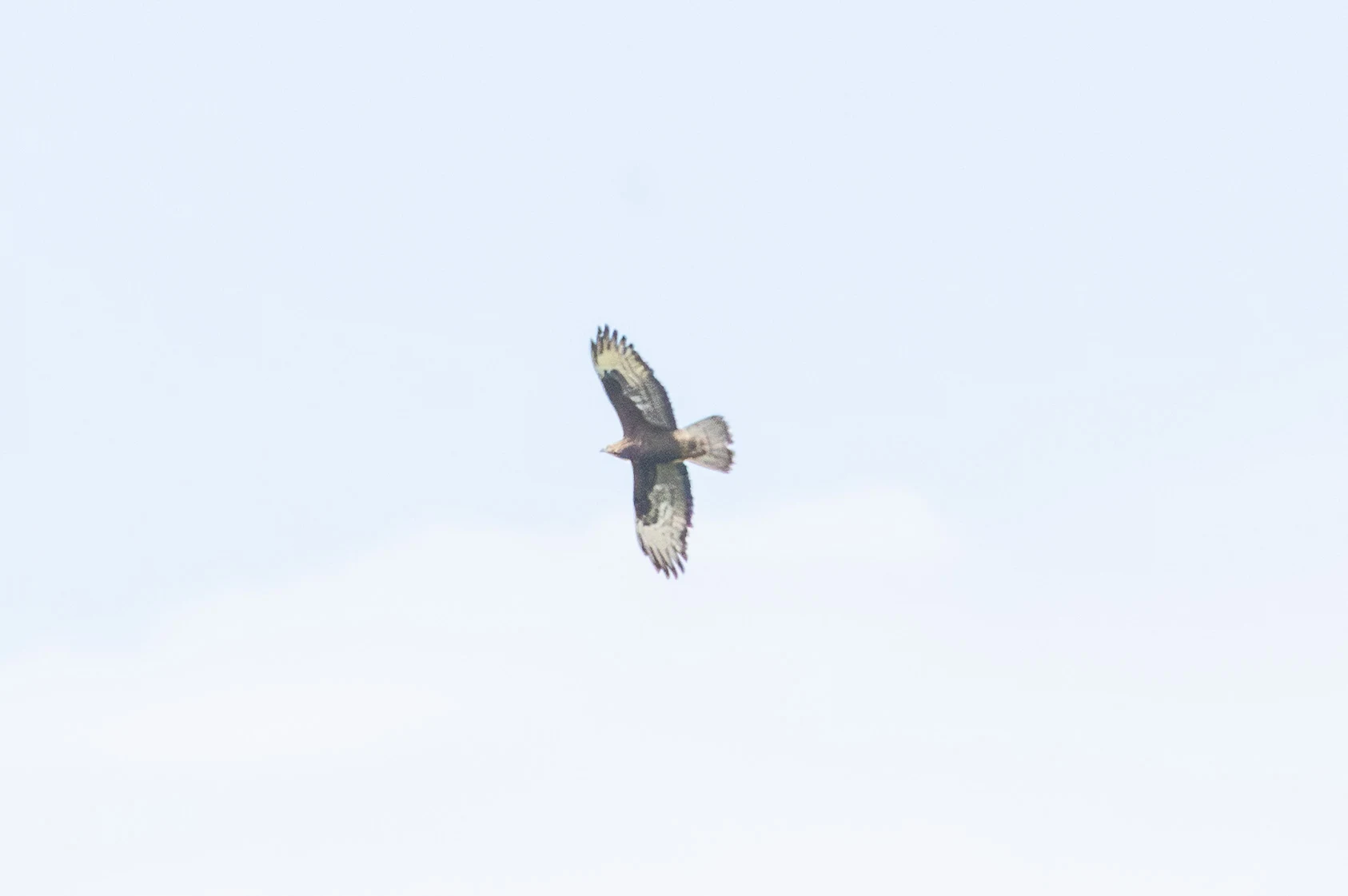 Common Buzzard, Danube Delta, Romania — photo by Adam Prugel-Bennett
