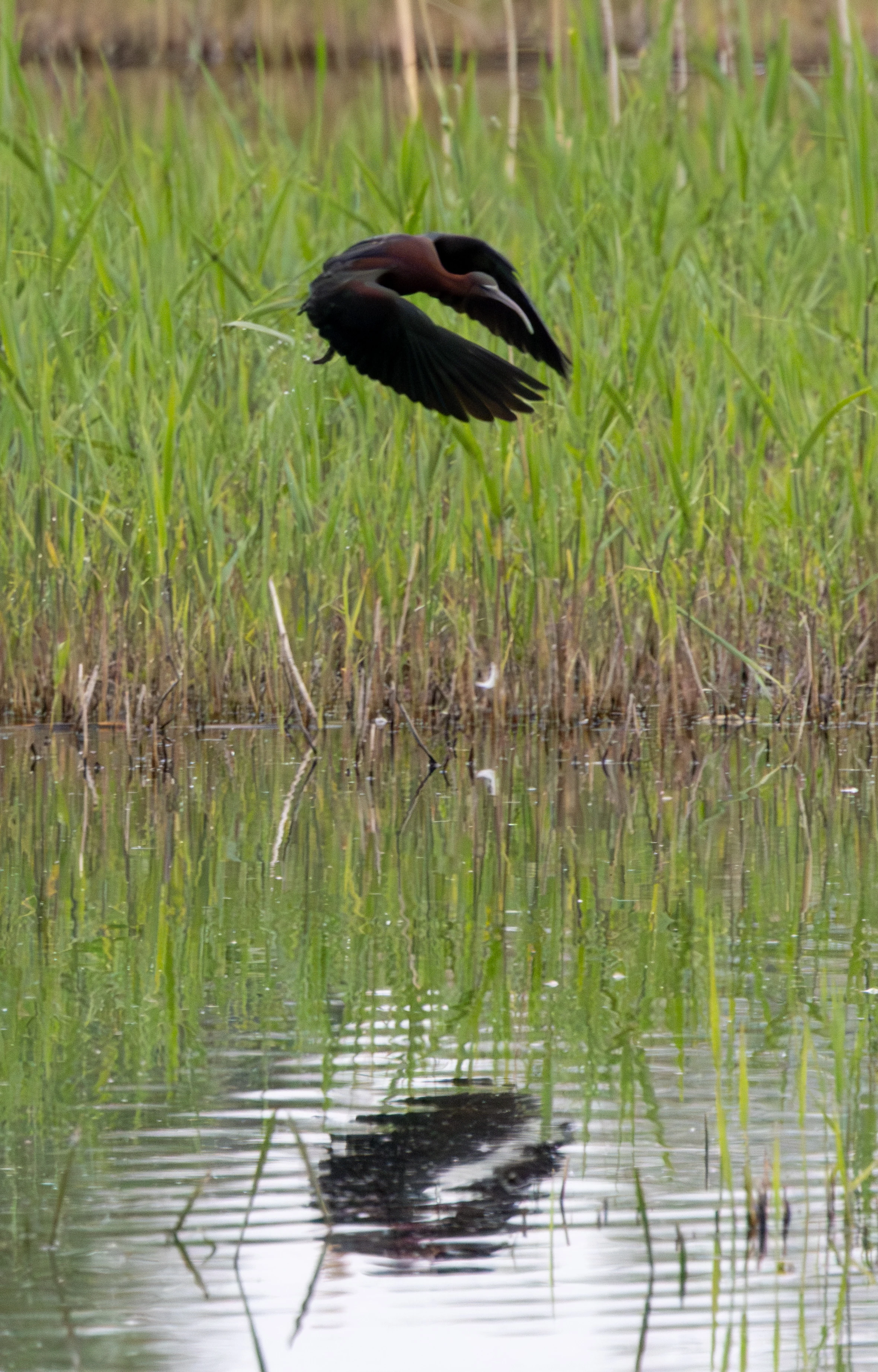 Glossy Ibis, Ham Wall, Somerset, UK — photo by Adam Prugel-Bennett