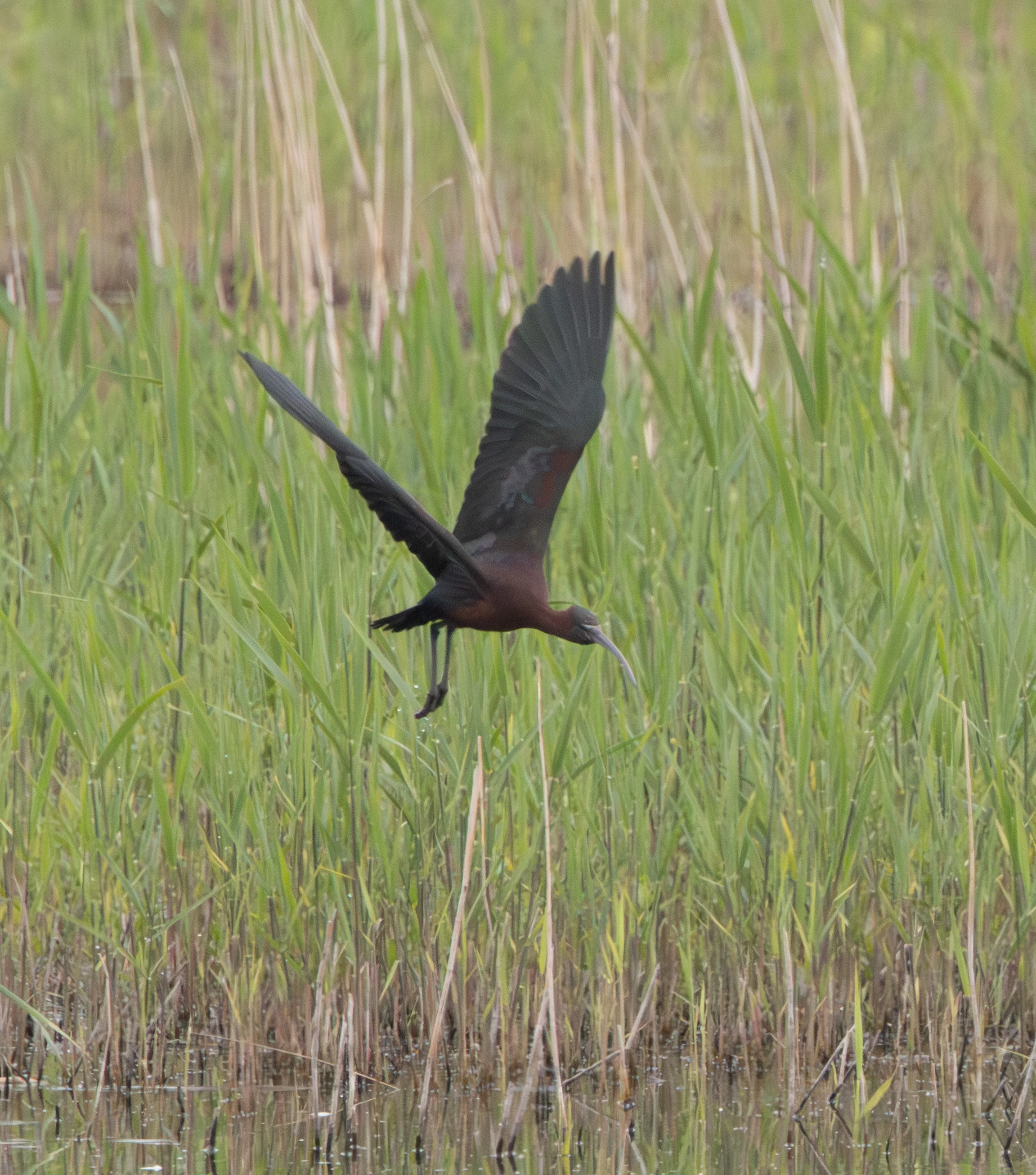 Glossy Ibis, Ham Wall, Somerset, UK — photo by Adam Prugel-Bennett