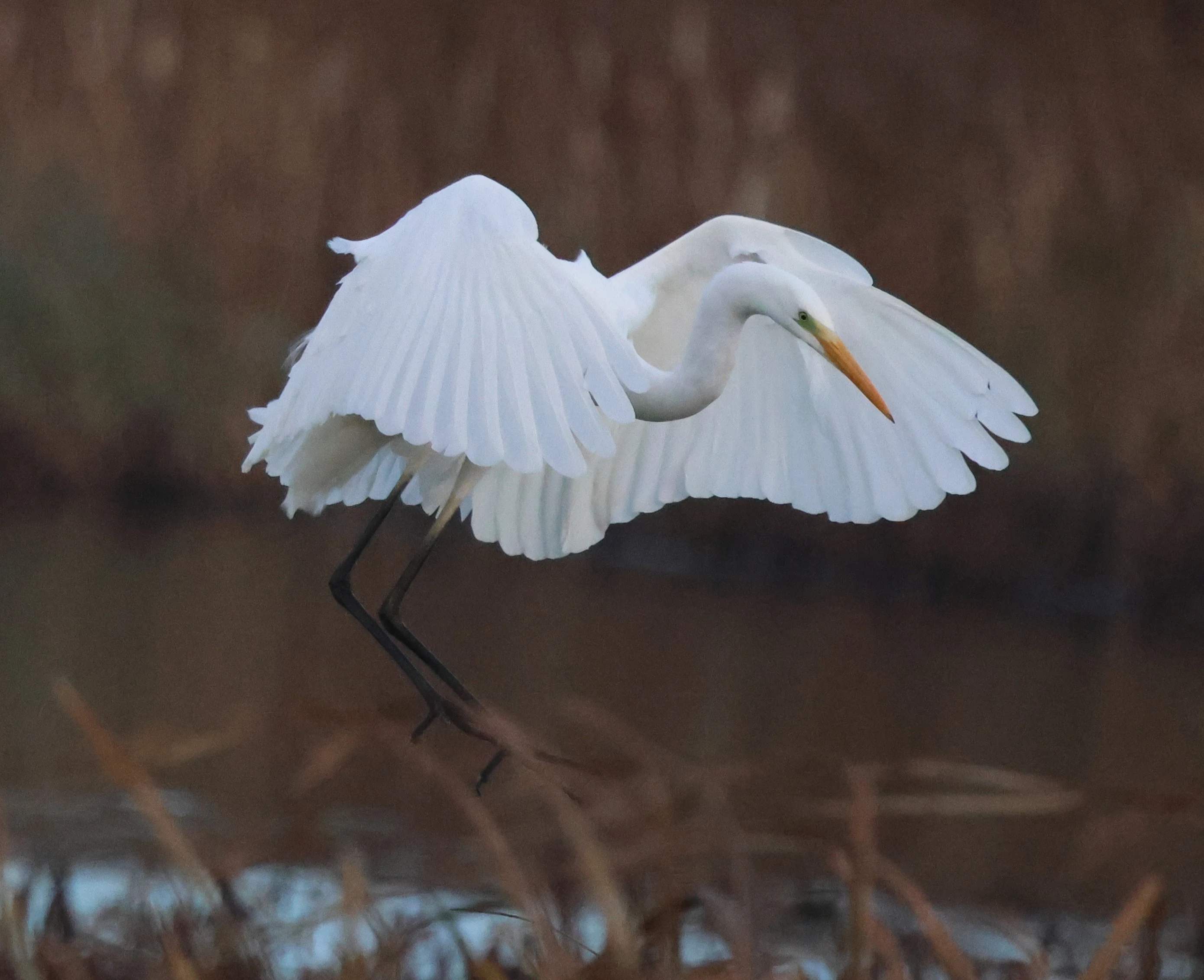 Great White Egret, Leighton Moss, Lancashire, UK — photo by Adam Prugel-Bennett