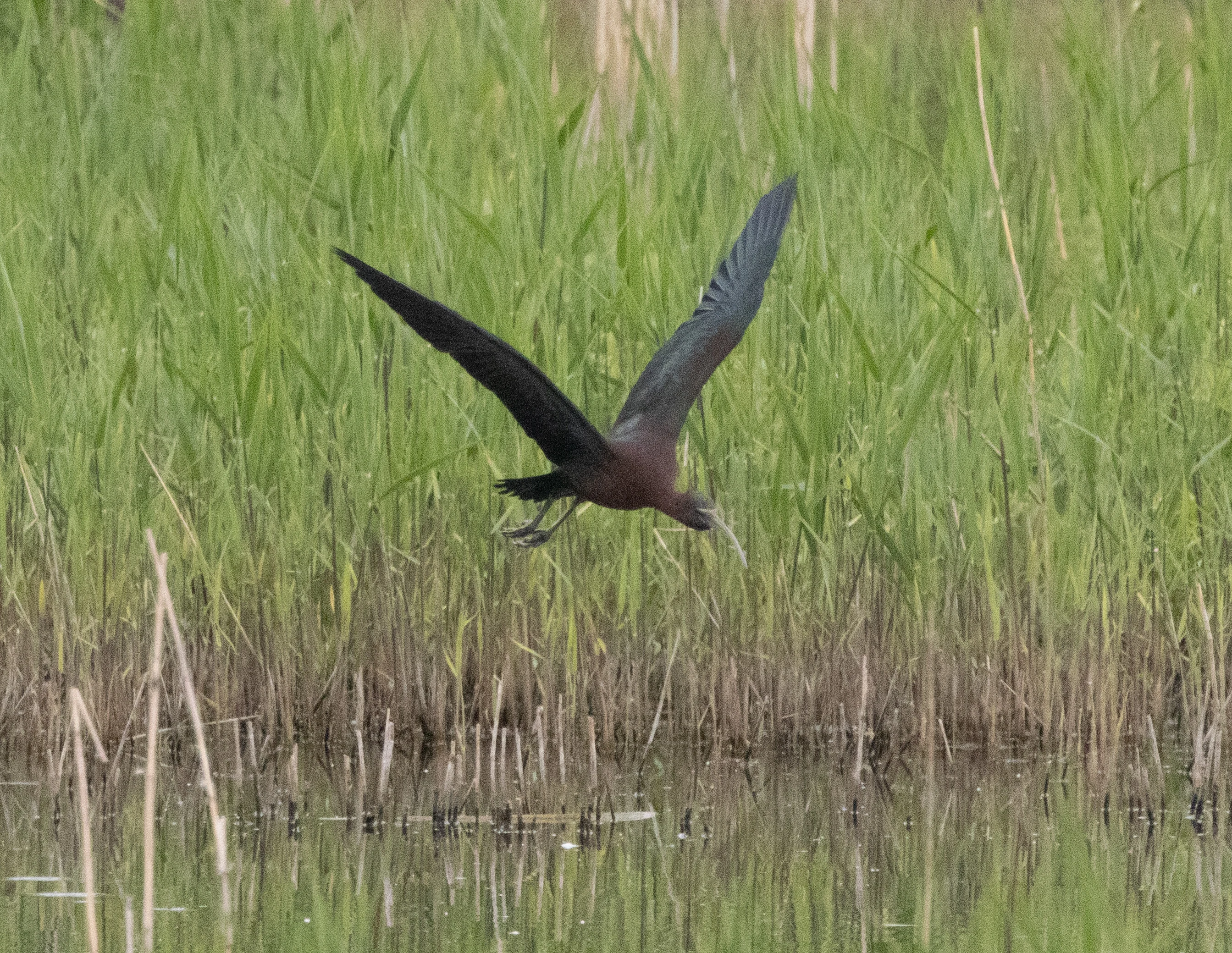 Glossy Ibis, Ham Wall, Somerset, UK — photo by Adam Prugel-Bennett