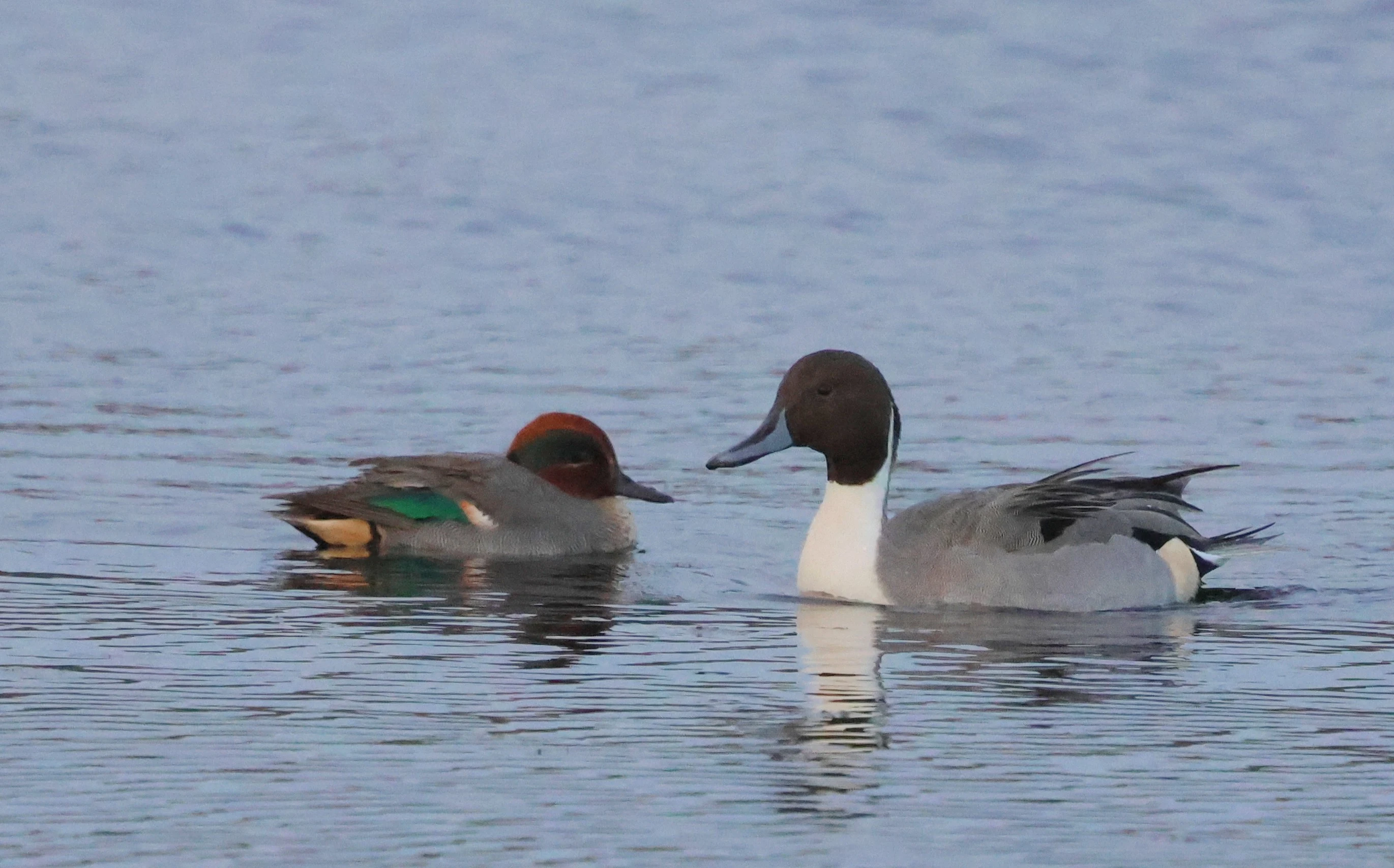 Teal and Pintail, Leighton Moss, Lancashire, UK — photo by Adam Prugel-Bennett