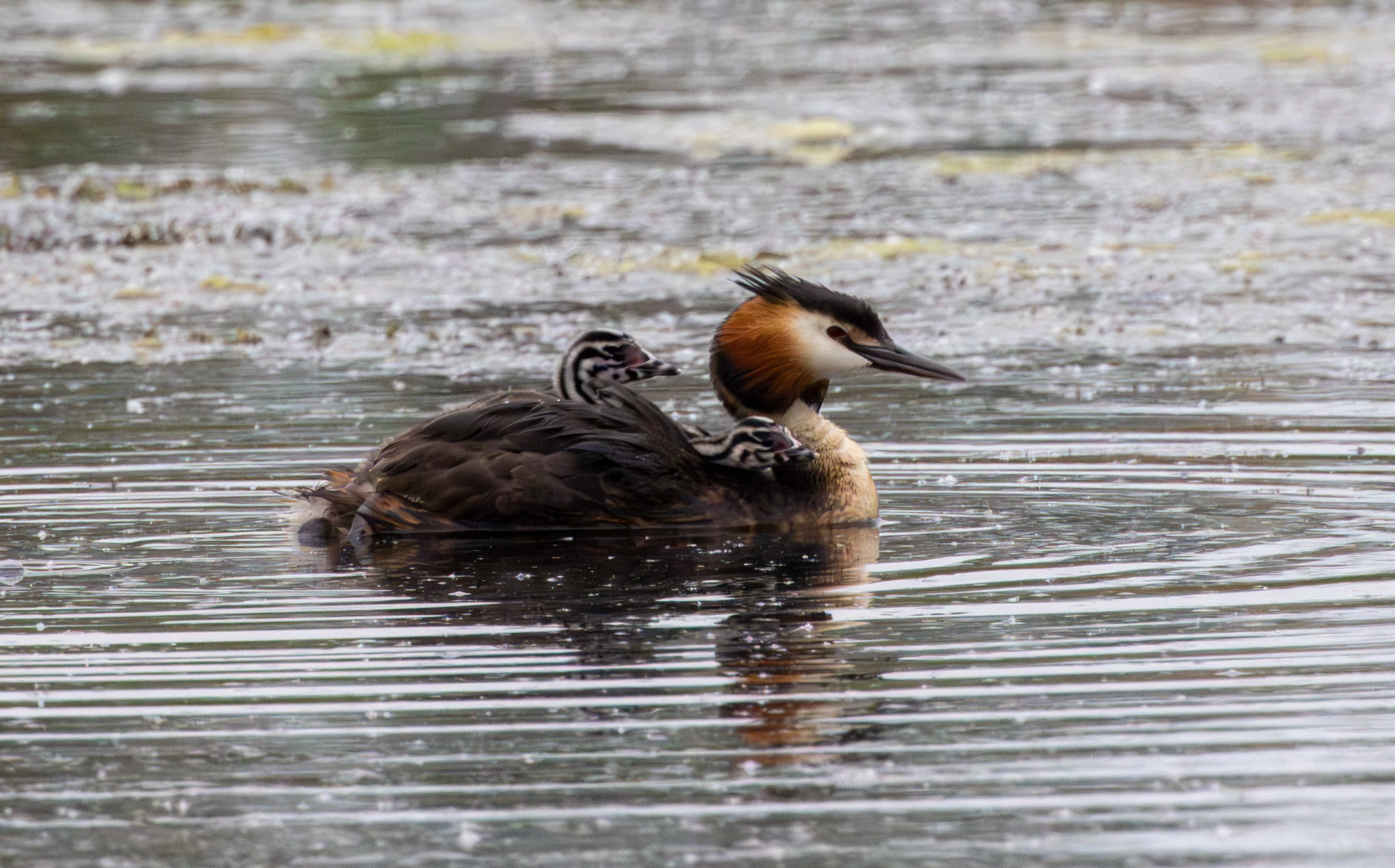 Great Crested Grebe, Ham Wall, Somerset, UK — photo by Adam Prugel-Bennett