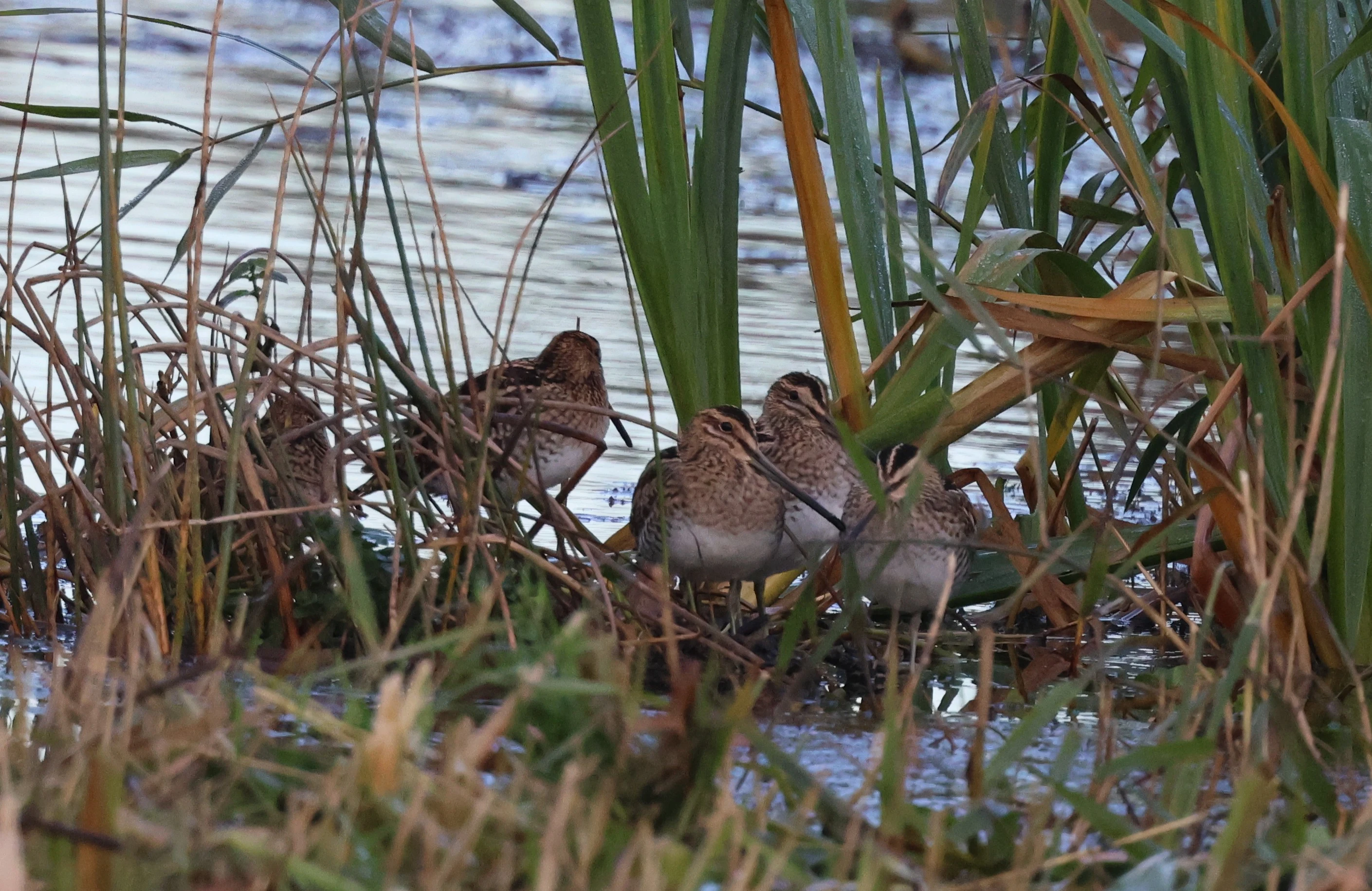 Common snipe, Leighton Moss, Lancashire, UK — photo by Adam Prugel-Bennett