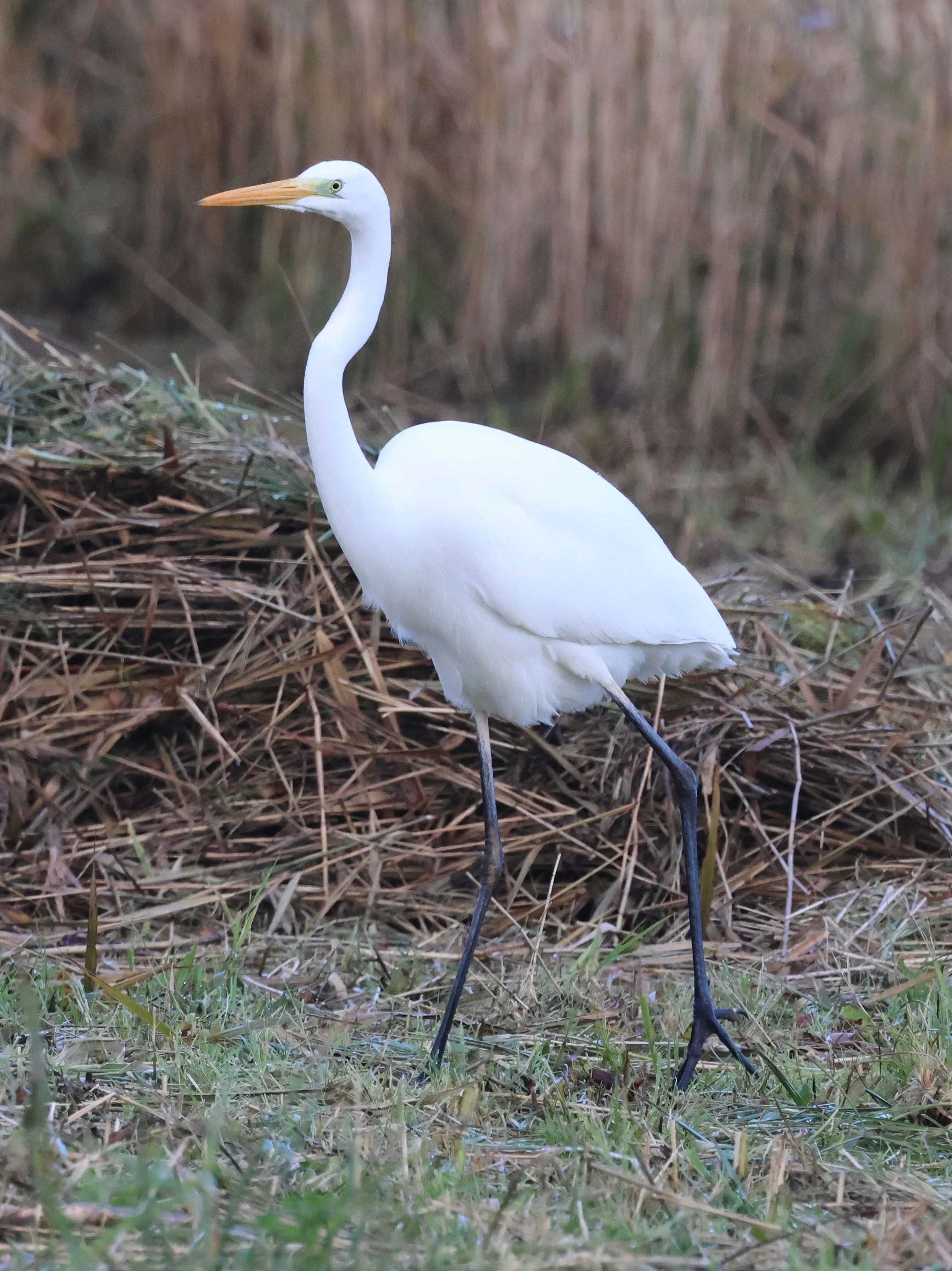 Great White Egret, Leighton Moss, Lancashire, UK — photo by Adam Prugel-Bennett