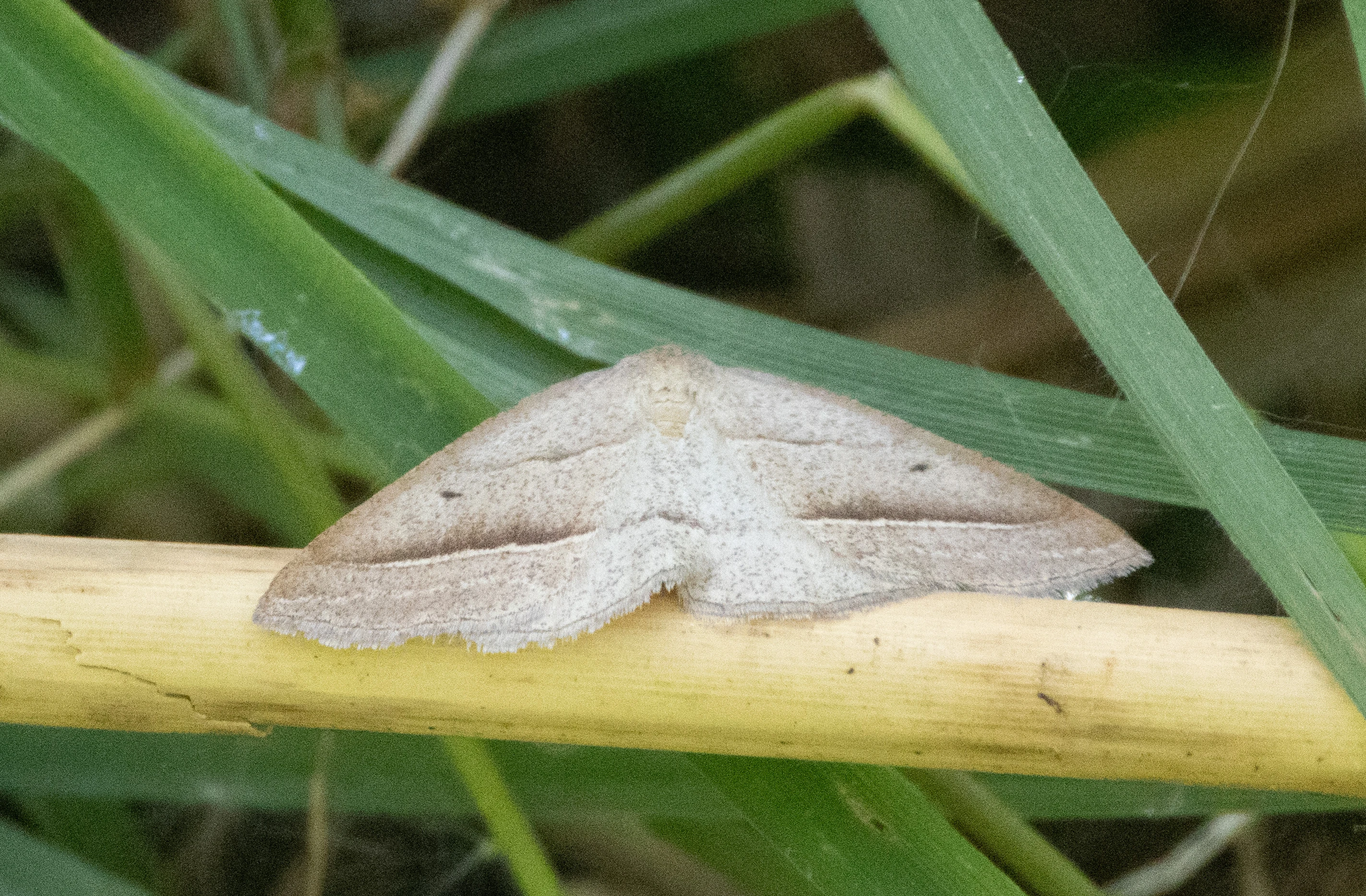 Moth, Ham Wall, Somerset, UK — photo by Adam Prugel-Bennett