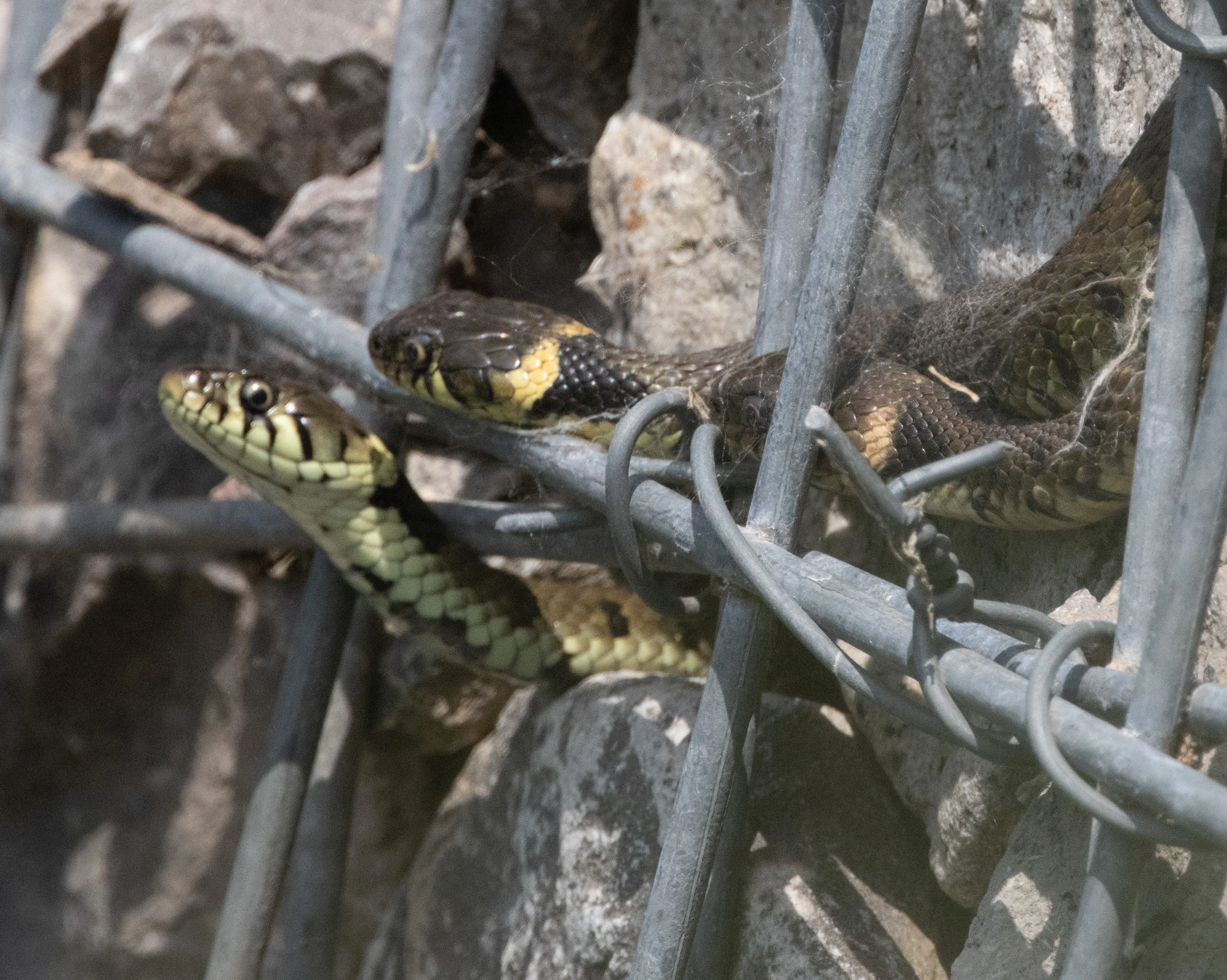 Grass Snake, Ham Wall, Somerset, UK — photo by Adam Prugel-Bennett