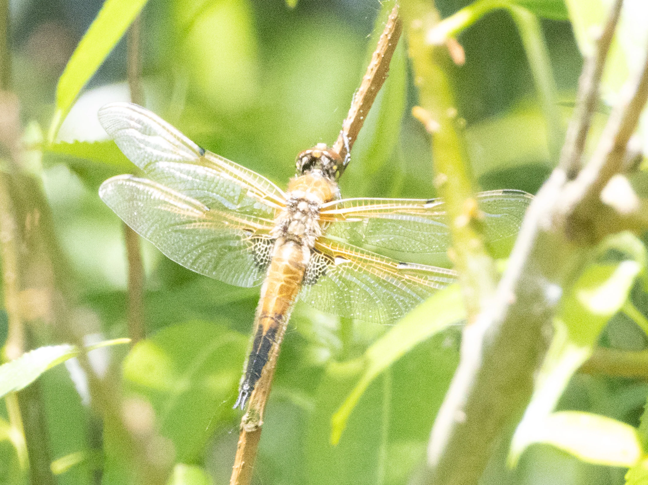 Four-spotted Chaser Dragonfly, Ham Wall, Somerset, UK — photo by Adam Prugel-Bennett