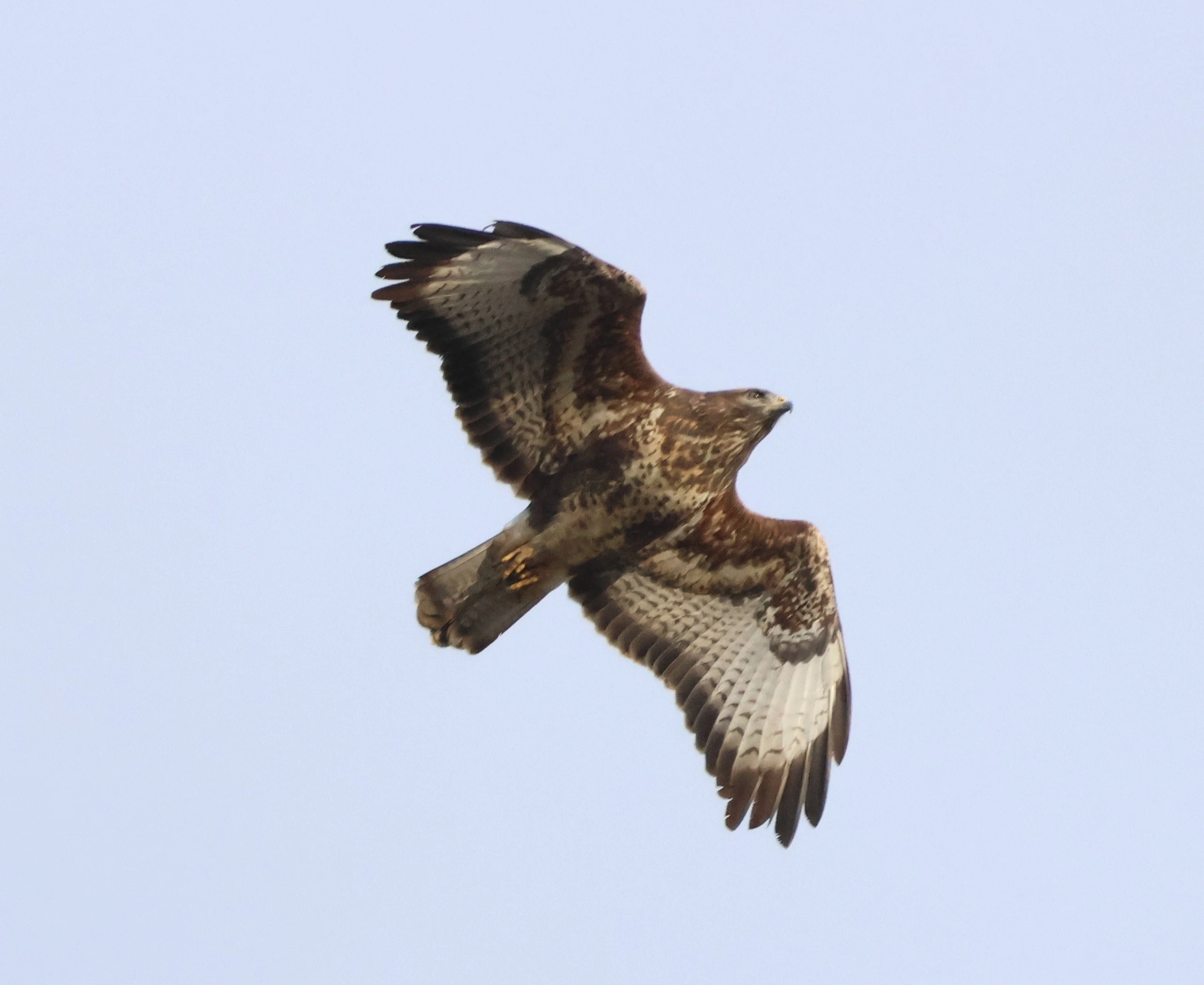 Common buzzard, Leighton Moss, Lancashire, UK — photo by Adam Prugel-Bennett
