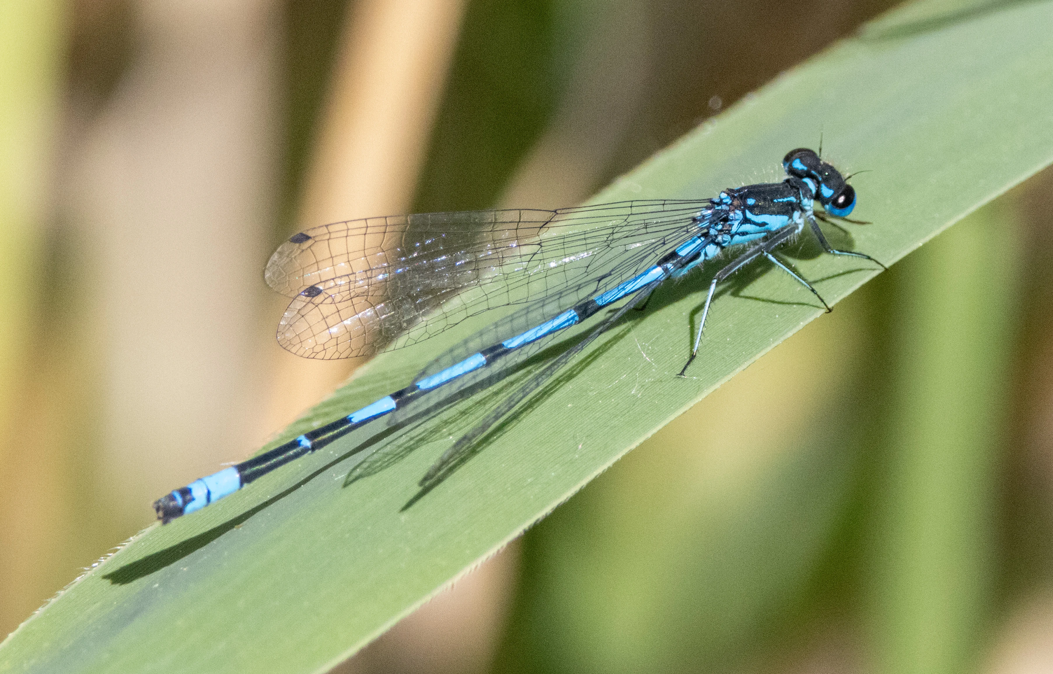 Damselfly, Ham Wall, Somerset, UK — photo by Adam Prugel-Bennett