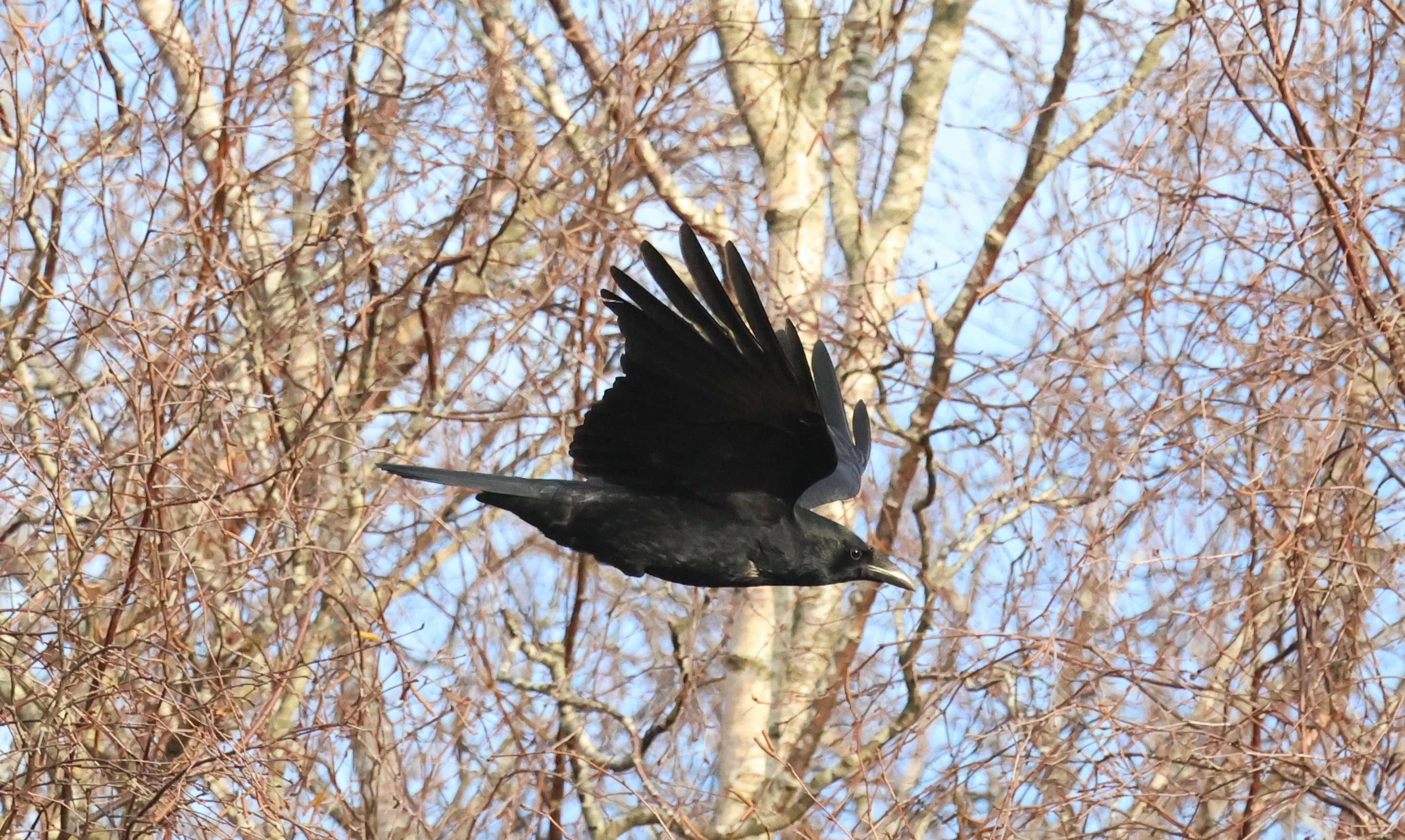 Carrion crow, Leighton Moss, Lancashire, UK — photo by Adam Prugel-Bennett