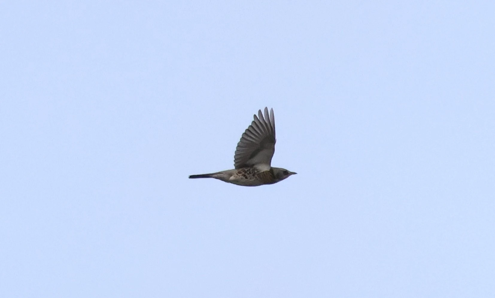 Fieldfare, Leighton Moss, Lancashire, UK — photo by Adam Prugel-Bennett