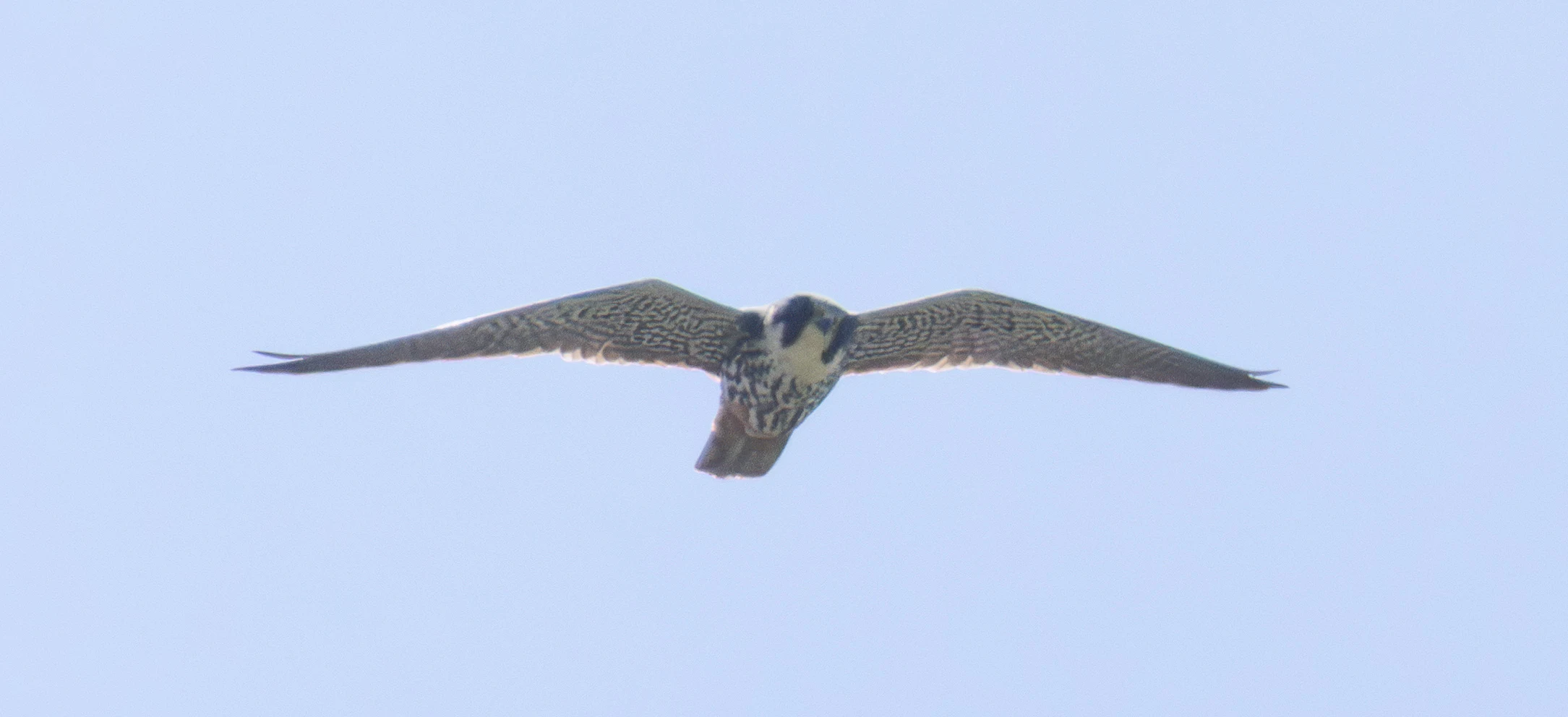 Hobby, Ham Wall, Somerset, UK — photo by Adam Prugel-Bennett