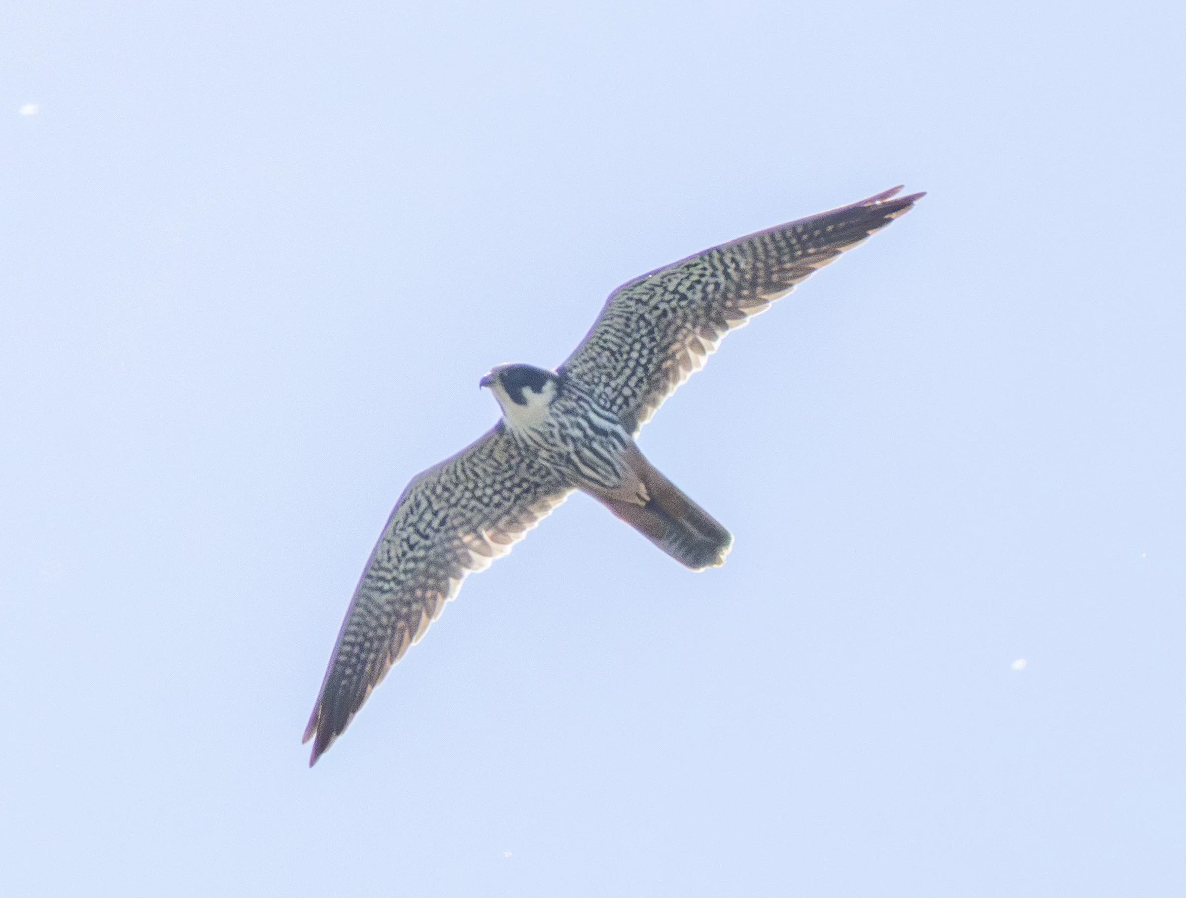 Hobby, Ham Wall, Somerset, UK — photo by Adam Prugel-Bennett