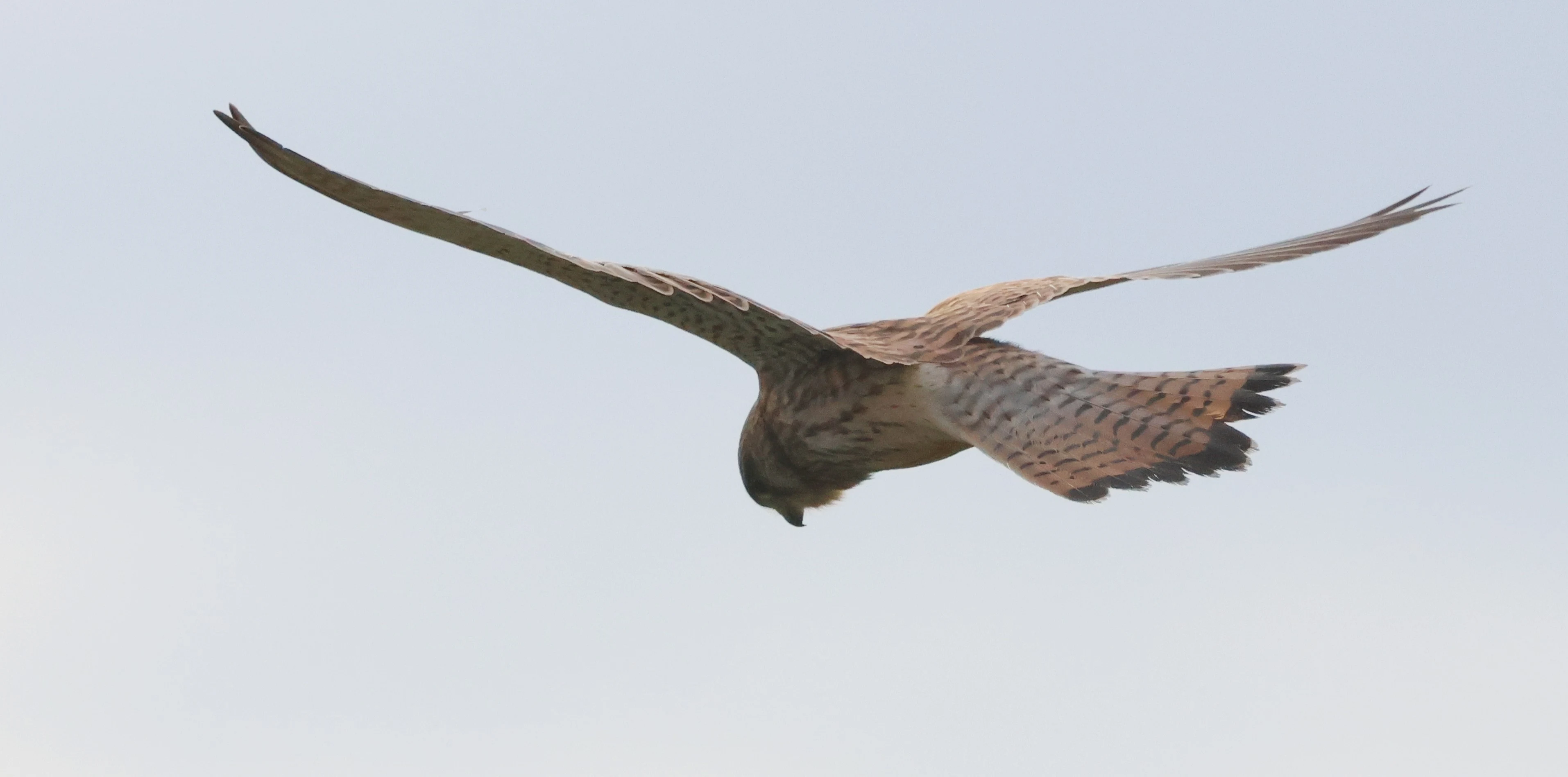Kestrel, Leighton Moss, Lancashire, UK — photo by Adam Prugel-Bennett