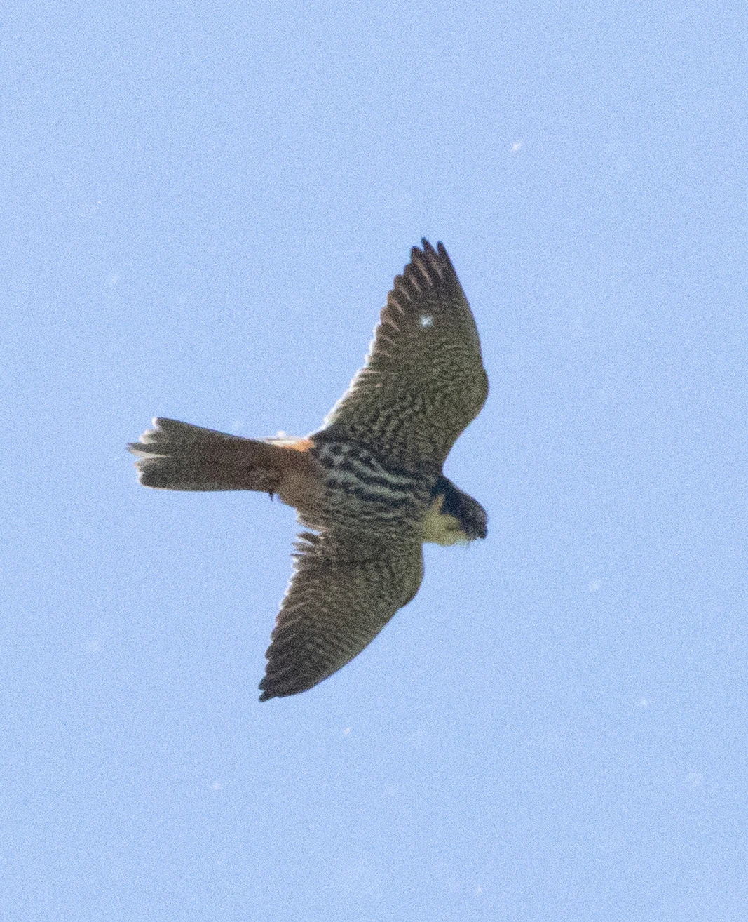 Hobby, Ham Wall, Somerset, UK — photo by Adam Prugel-Bennett