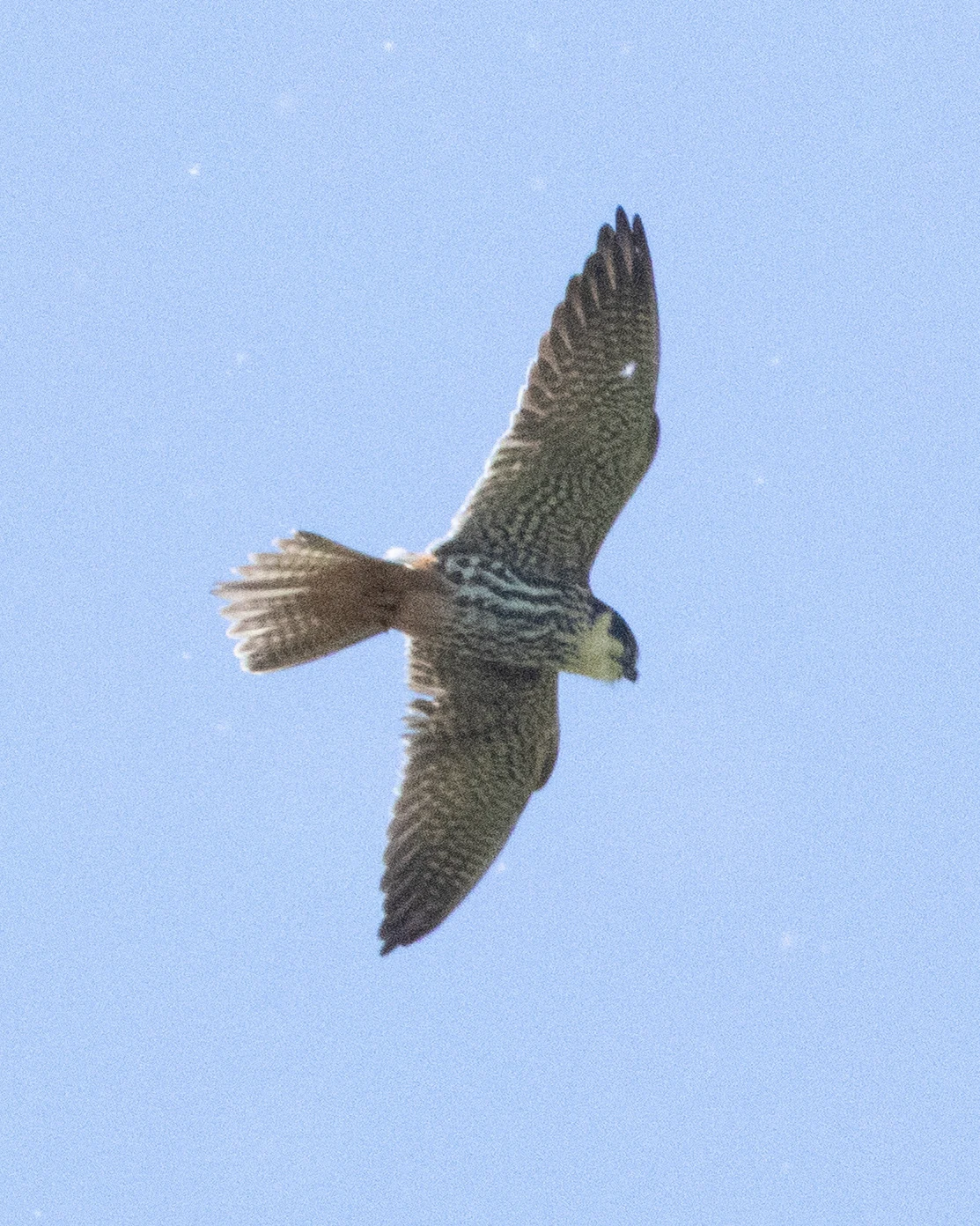 Hobby, Ham Wall, Somerset, UK — photo by Adam Prugel-Bennett