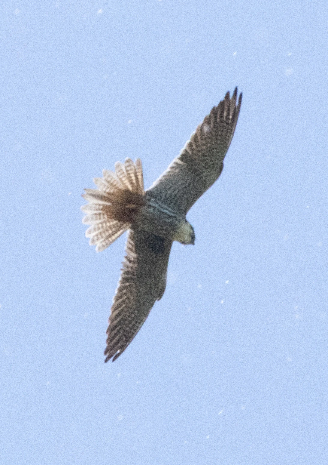 Hobby, Ham Wall, Somerset, UK — photo by Adam Prugel-Bennett