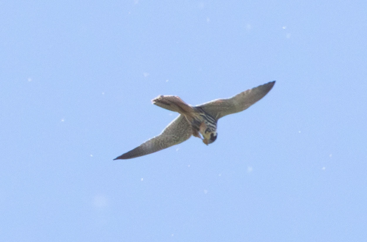 Hobby, Ham Wall, Somerset, UK — photo by Adam Prugel-Bennett