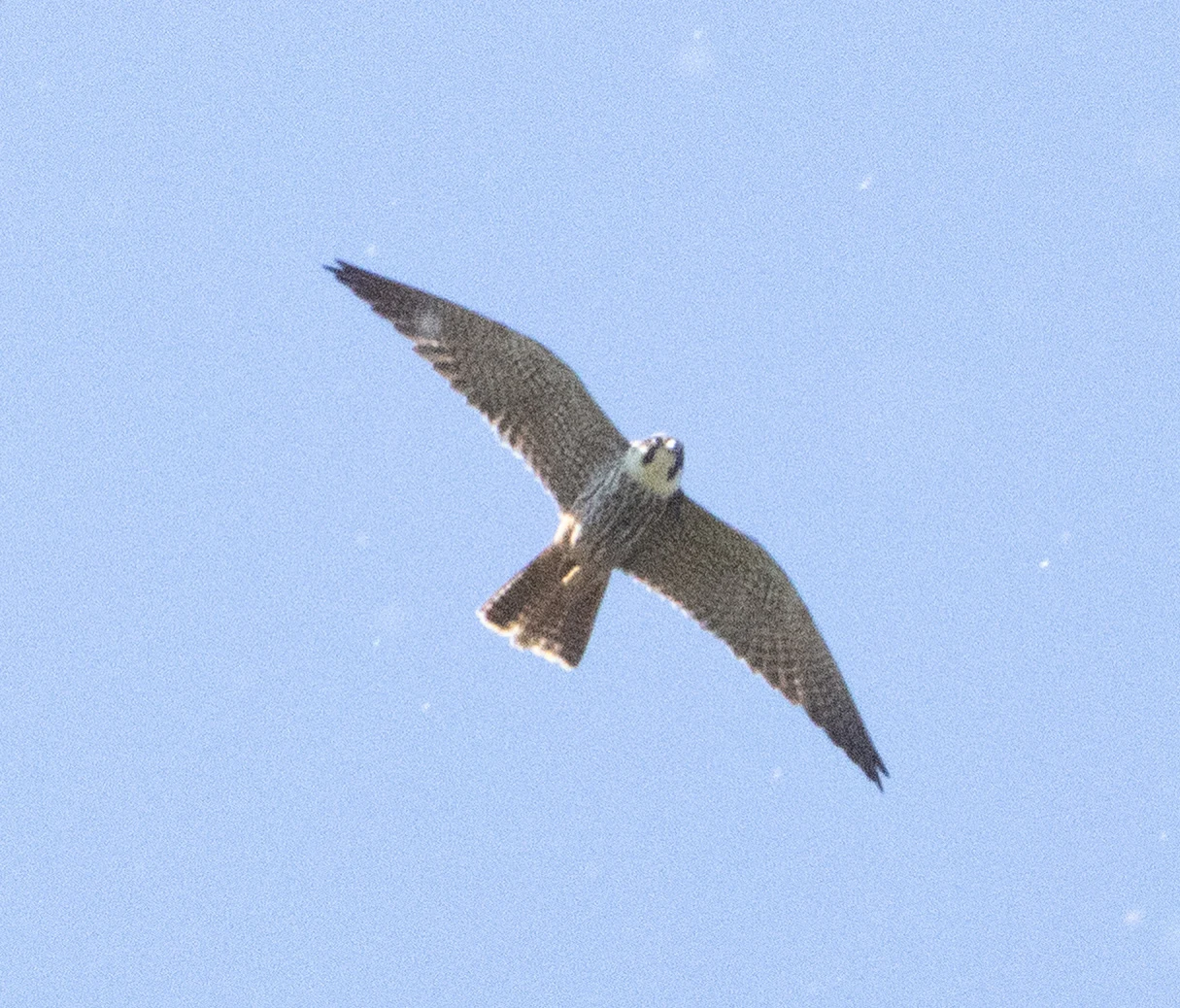 Hobby, Ham Wall, Somerset, UK — photo by Adam Prugel-Bennett