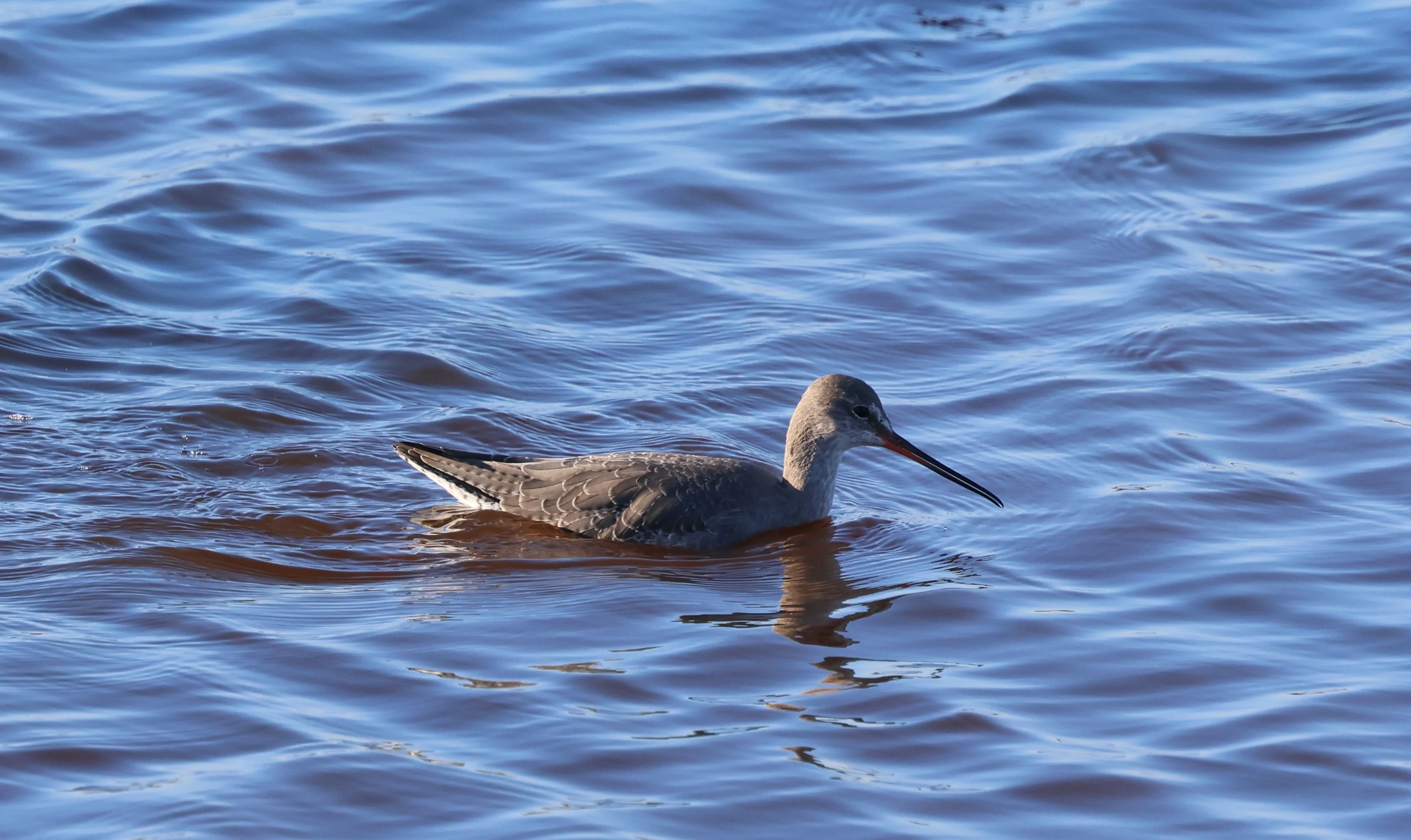 Spotted Redshank, Lymington, New Forest, UK — photo by Adam Prugel-Bennett