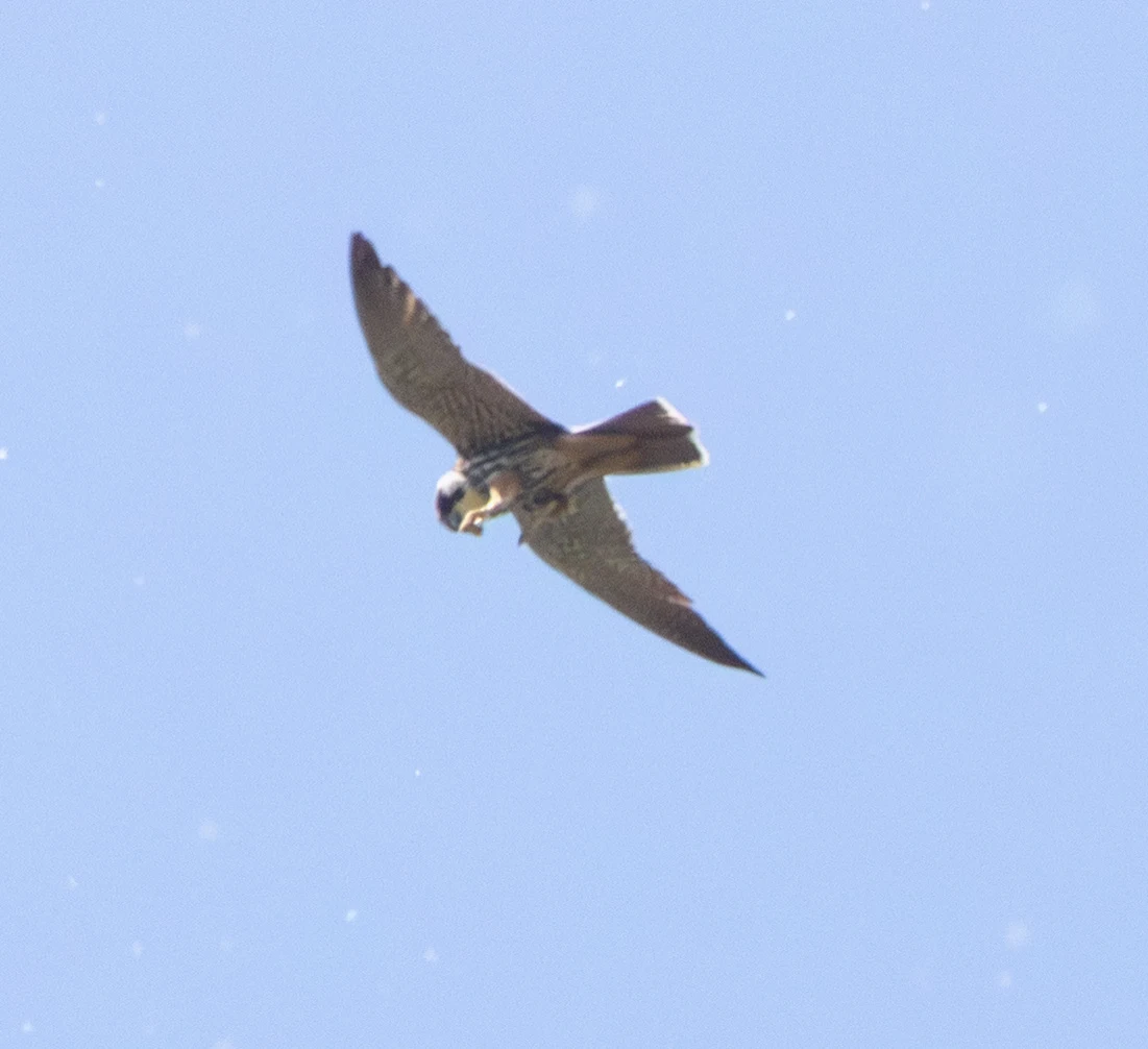 Hobby, Ham Wall, Somerset, UK — photo by Adam Prugel-Bennett