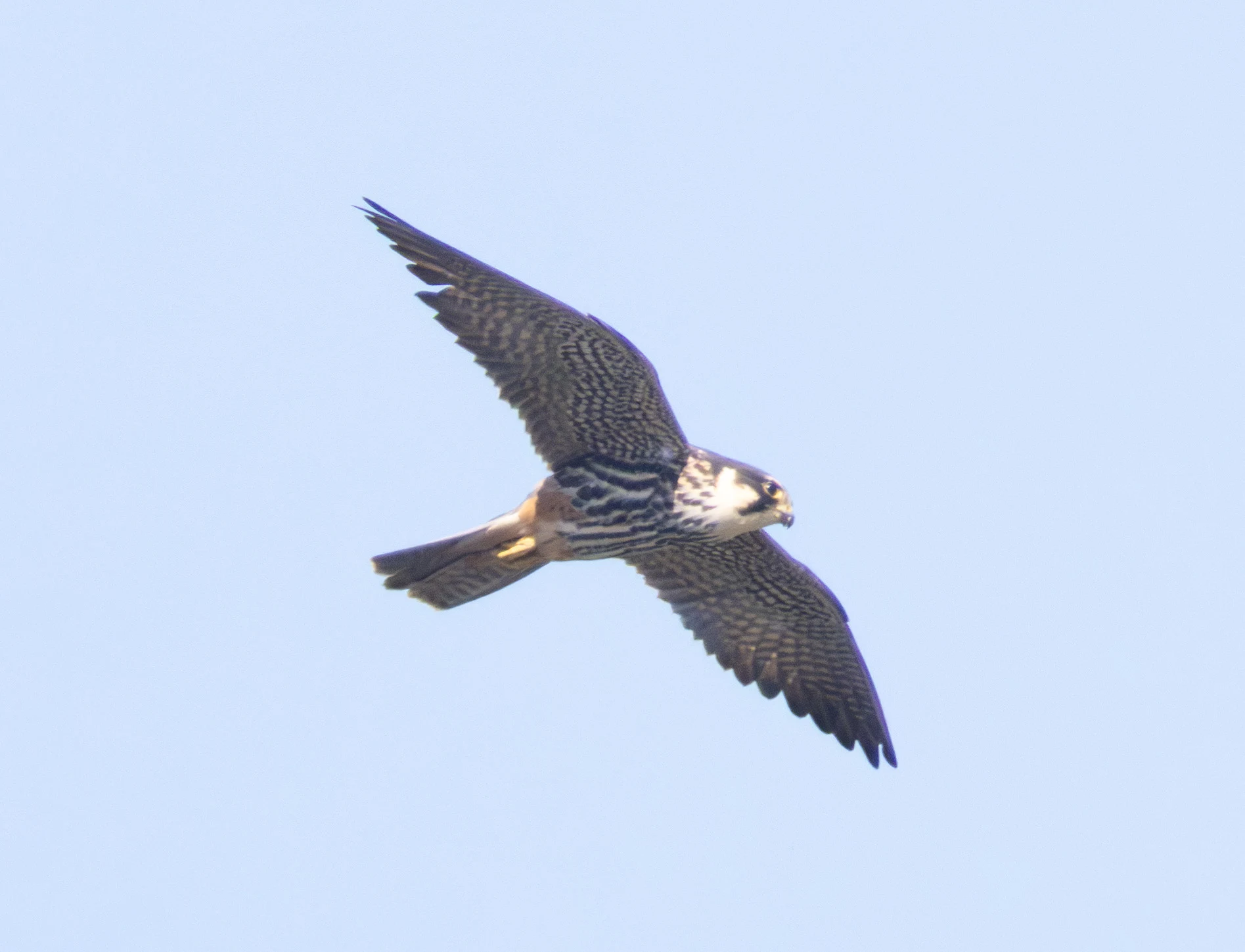 Hobby, Ham Wall, Somerset, UK — photo by Adam Prugel-Bennett