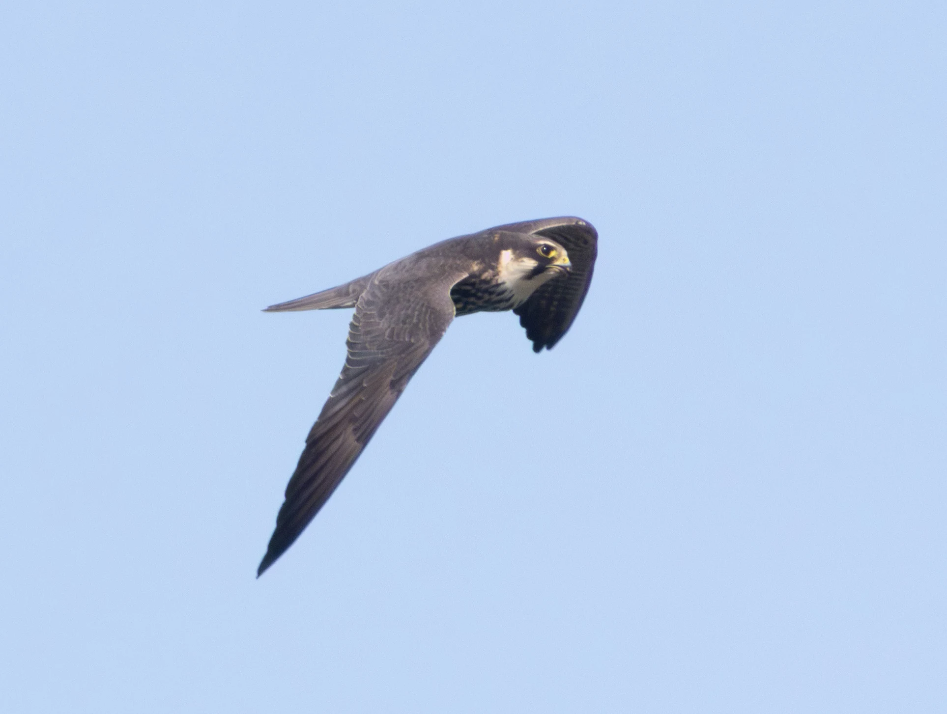 Hobby, Ham Wall, Somerset, UK — photo by Adam Prugel-Bennett