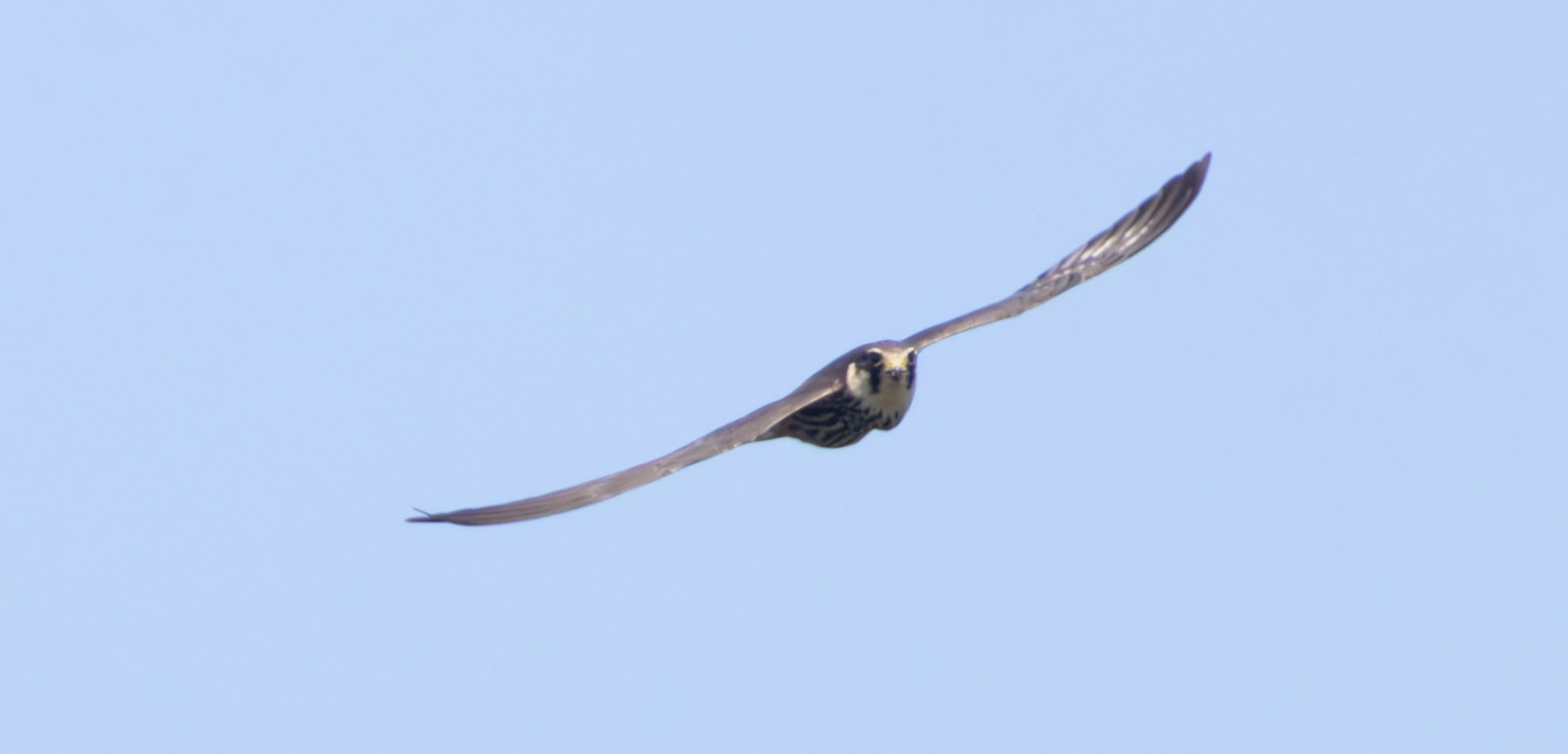 Eurasian Hobby, Ham Wall, Somerset, UK — photo by Adam Prugel-Bennett